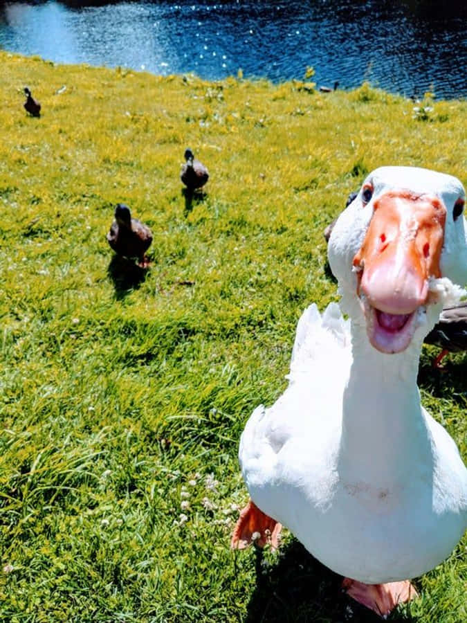Snaakse Gans met Bruin Eende Muurpapier