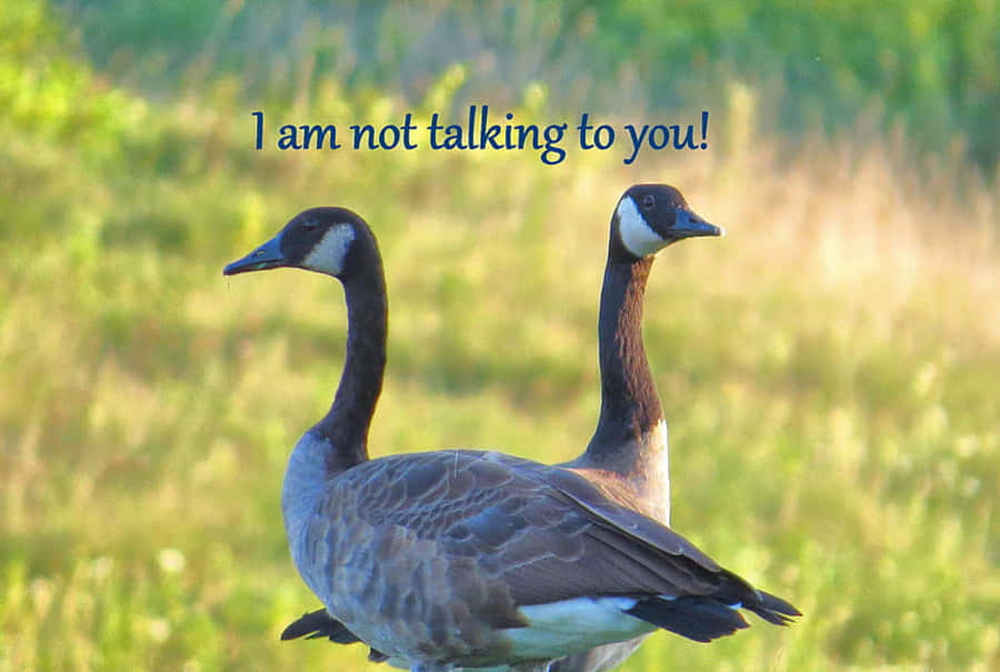 Snaakse Gans Praat Nie Met Jou Nie Muurpapier
