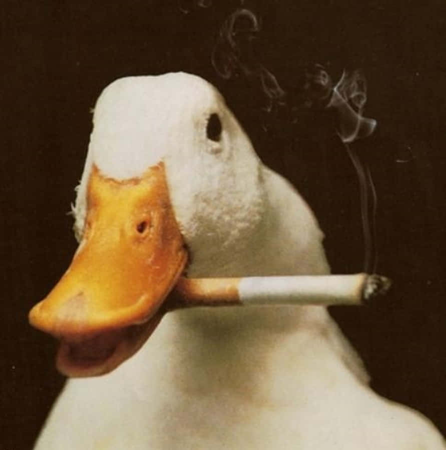 Snaakse Gans wat 'n Sigaret Rook Muurpapier