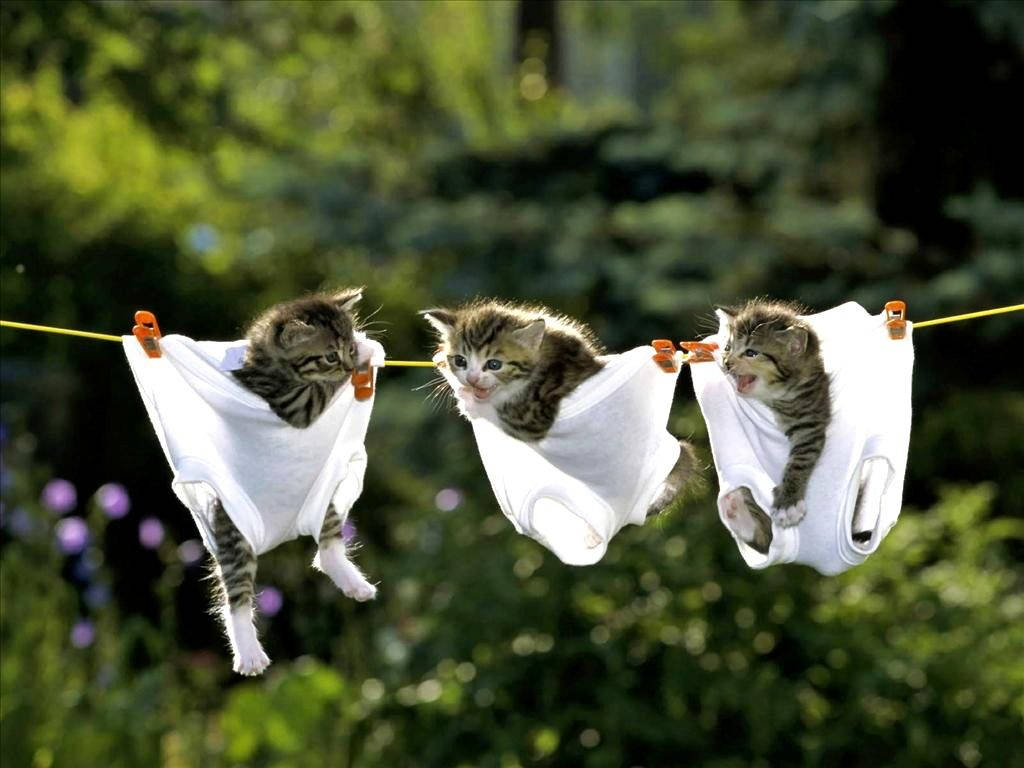 Snaakse Kat Diere Hang Met Die Onderklere