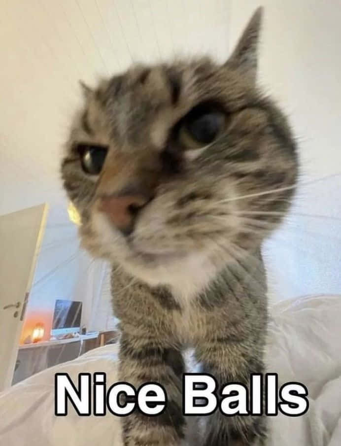 Snaakse Kat Meme Prentjie met 'Nice Balls' Teks Muurpapier