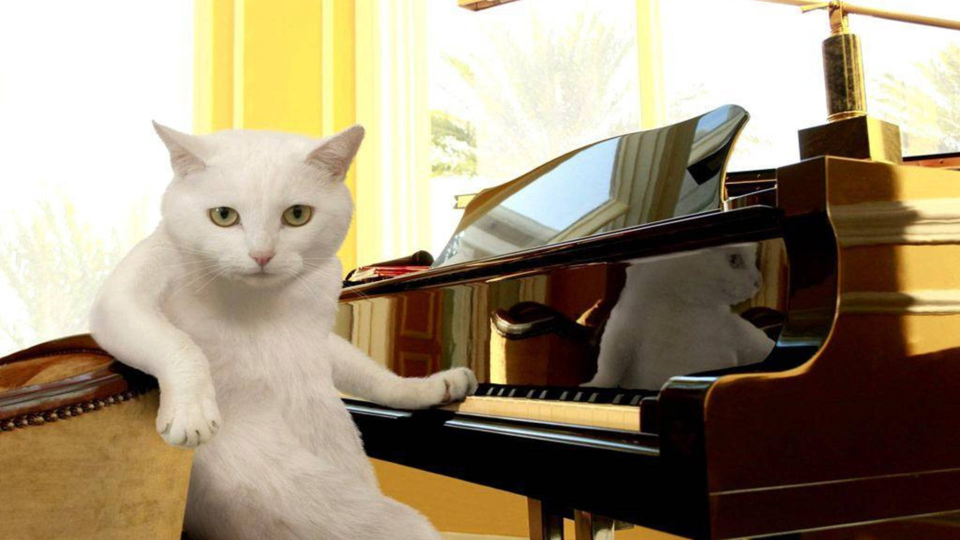Snaakse Kat Voor Klavier Muurpapier