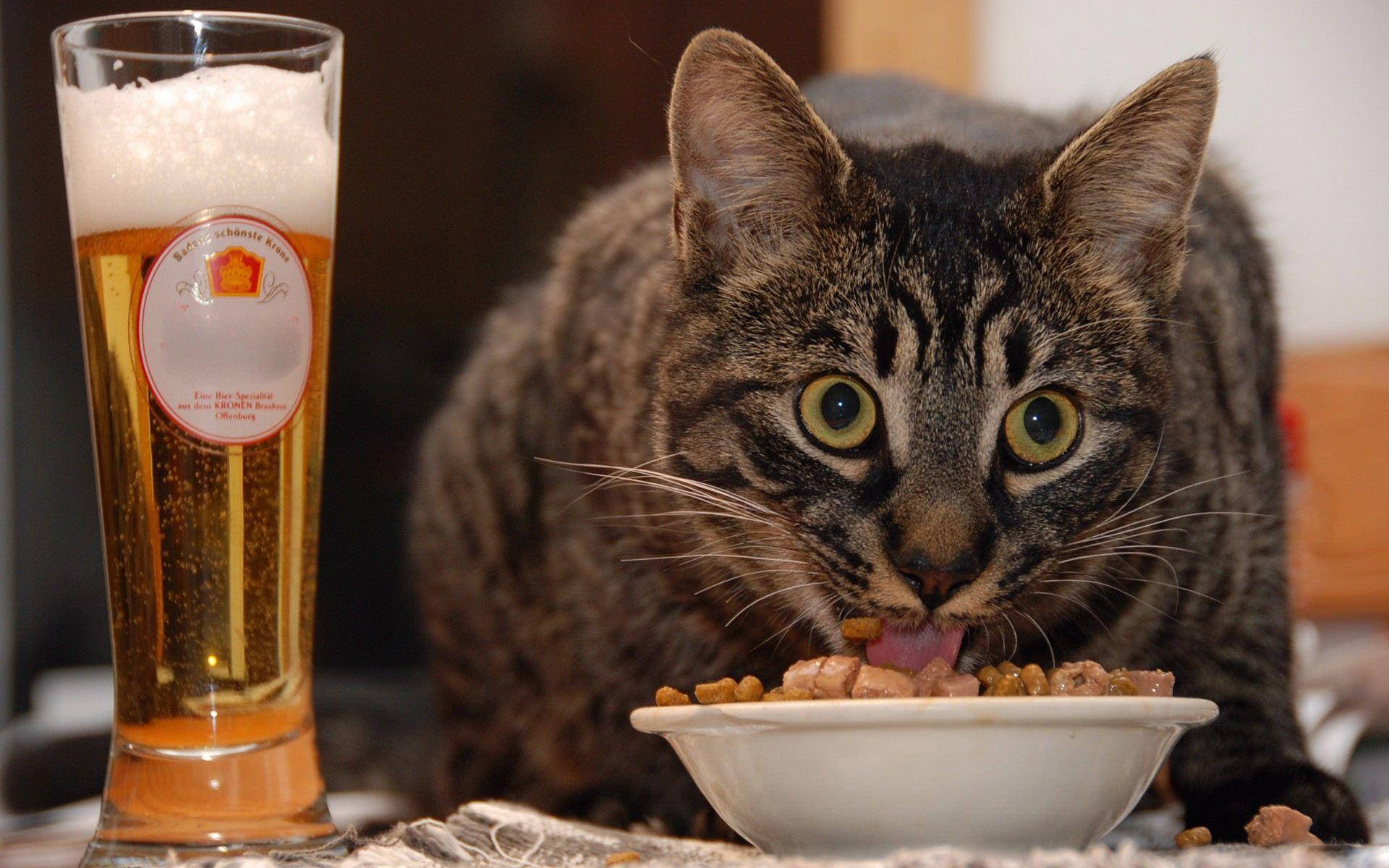 Snaakse Kat wat Eet en Drink Muurpapier