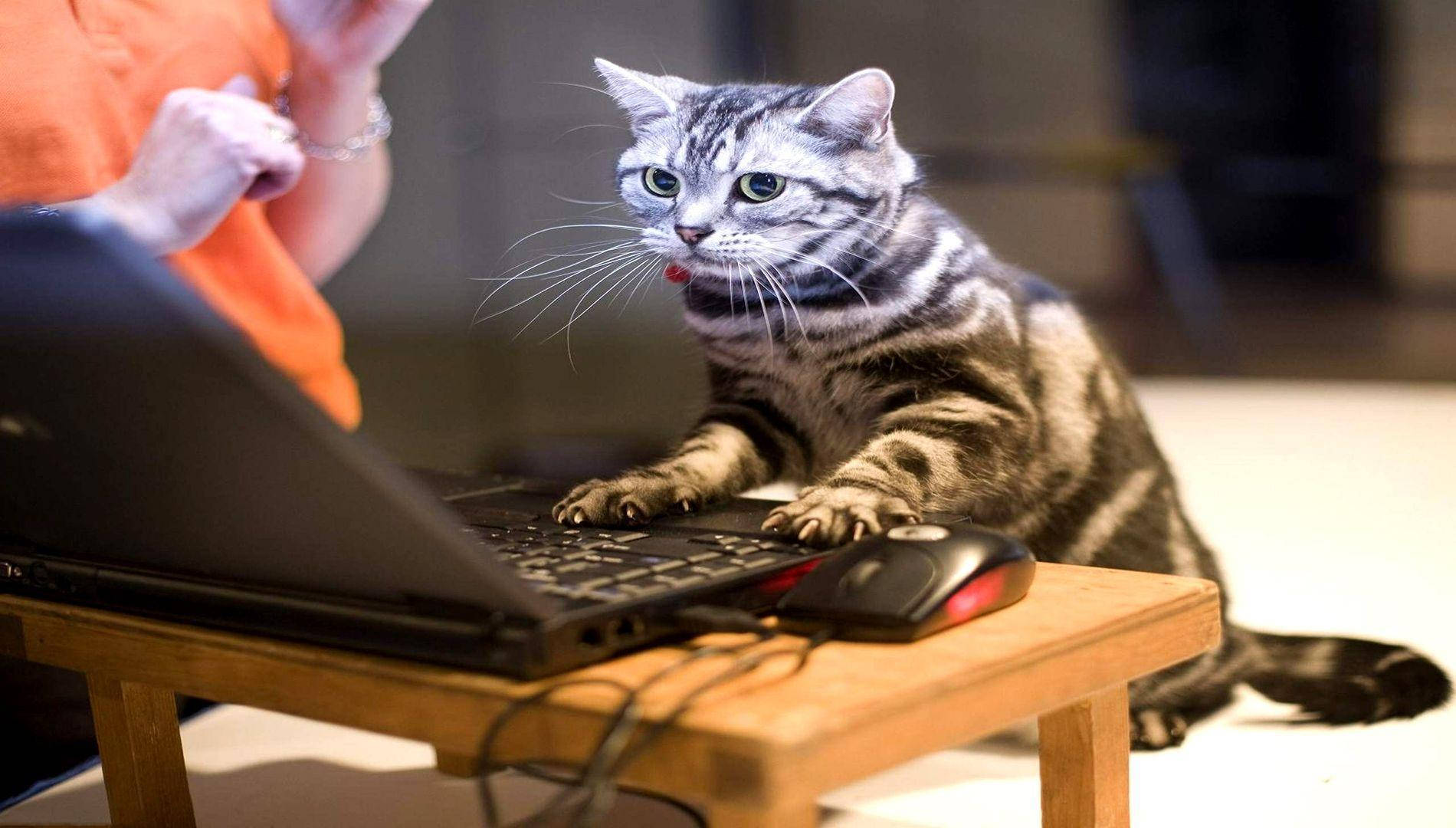 Snaakse Kat wat Rekenaar Gebruik Muurpapier