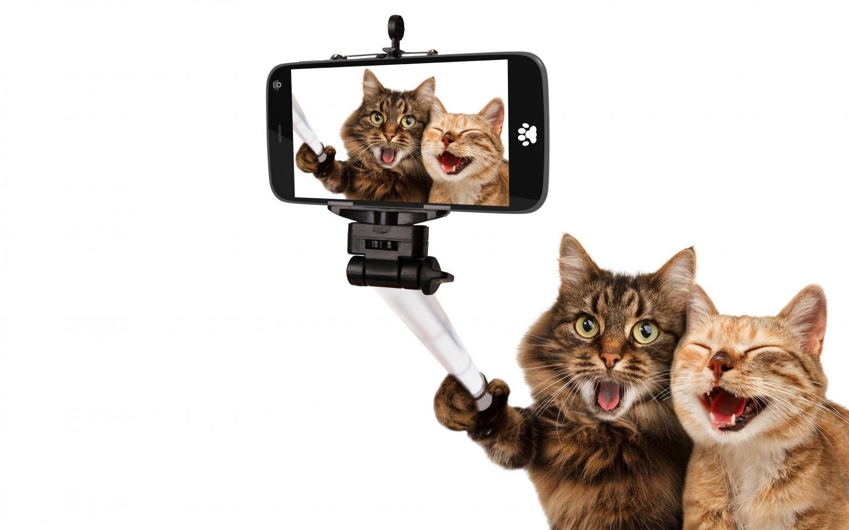 Snaakse Katvriende Selfie Muurpapier
