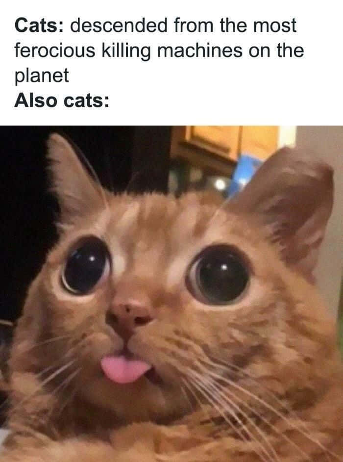 Snaakse Memes Kat Steek Tong Uit Prente Muurpapier