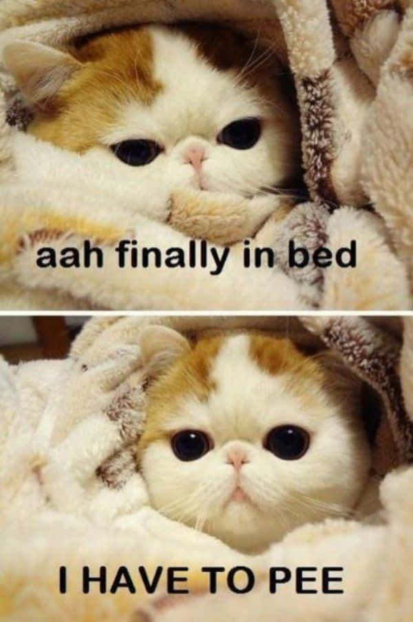 Snaakse Memes Oulike Kat In Die Bed Prente Muurpapier
