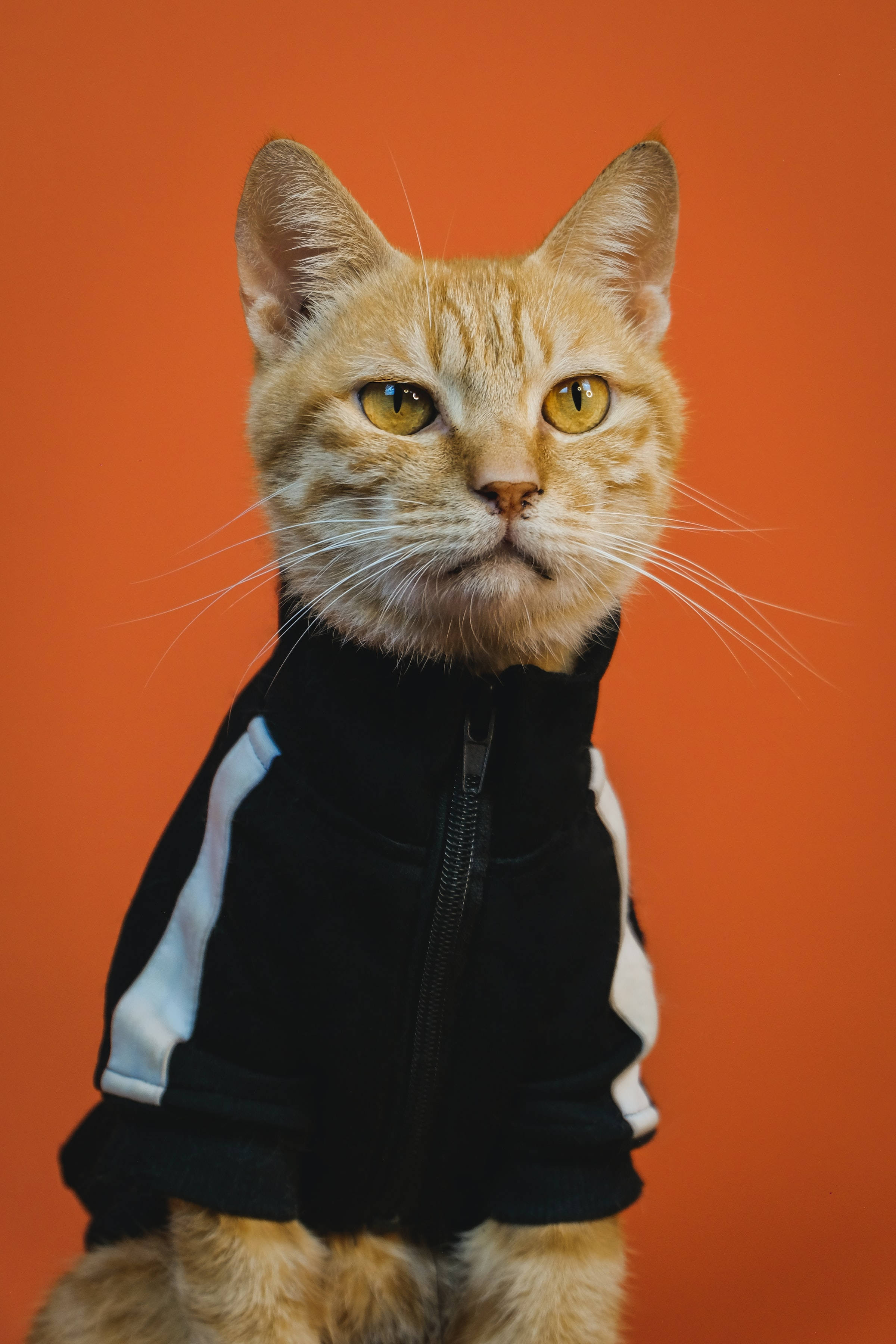 Snaakse Oranje Tabby Kat PFP Muurpapier