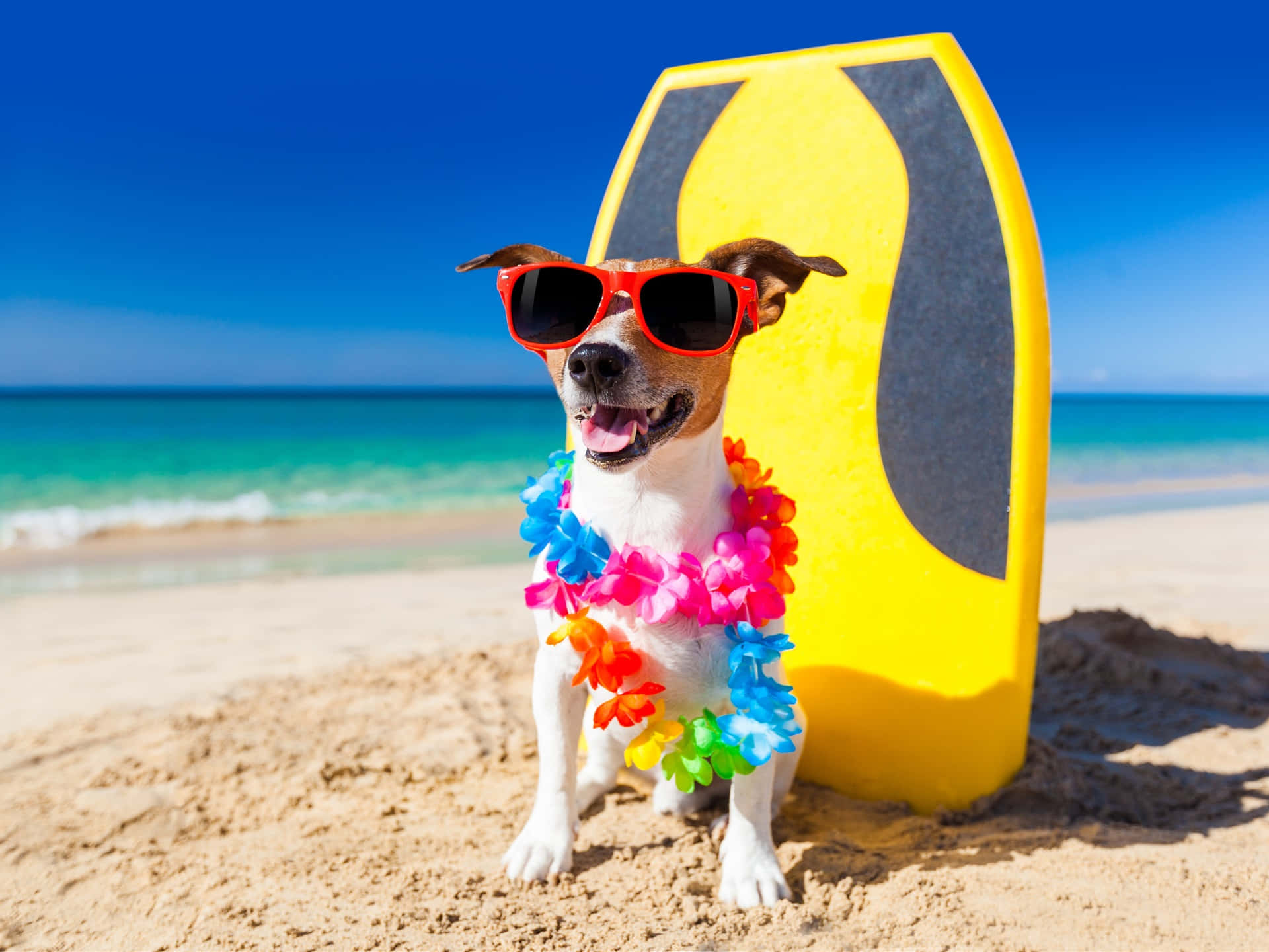 Snaakse Strandhond met Blomkrans Prent Muurpapier