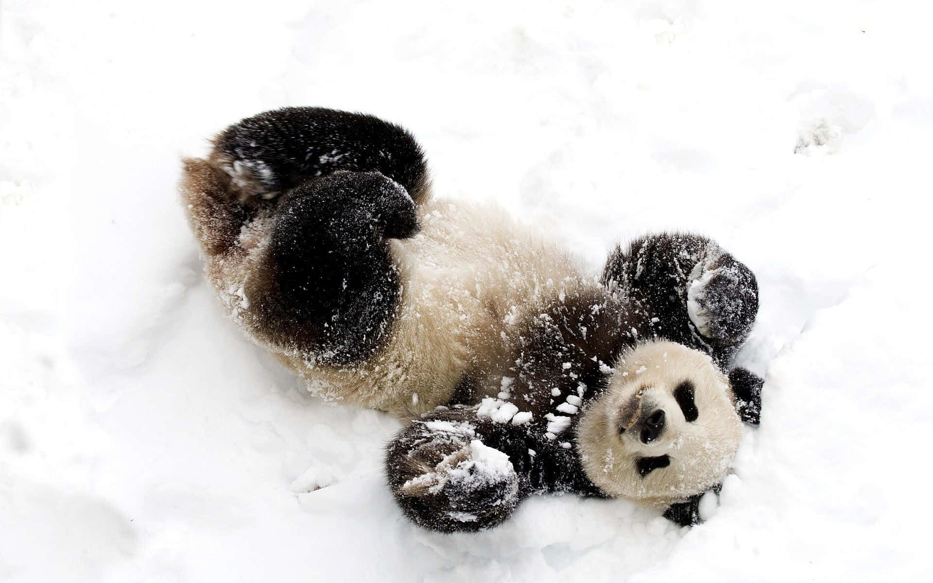 Snaaksige Sneeu Lieflike Panda Speel Prent Muurpapier