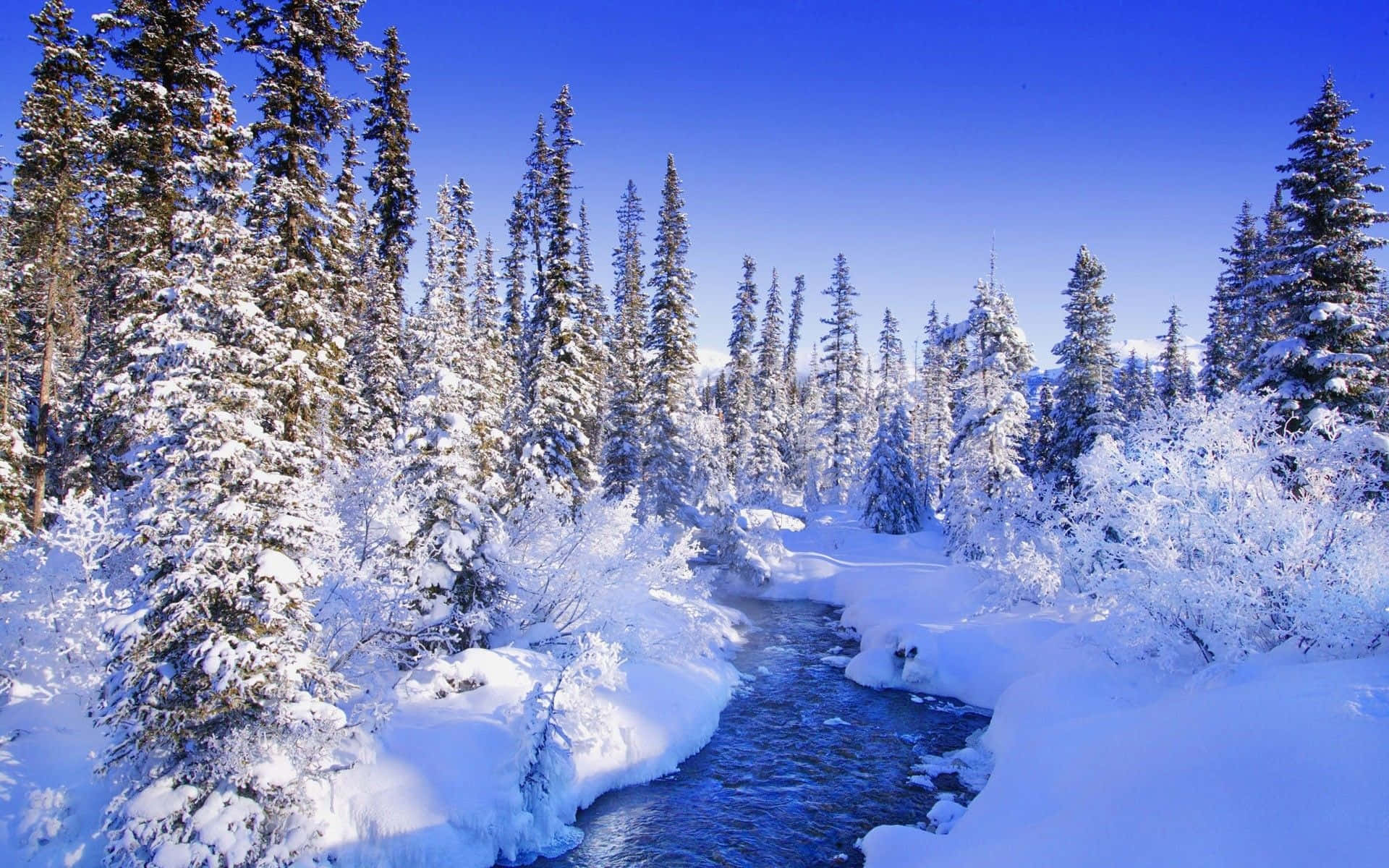 Sneeuagtige Dennebonde Winter Wonderland Agtergrond Muurpapier