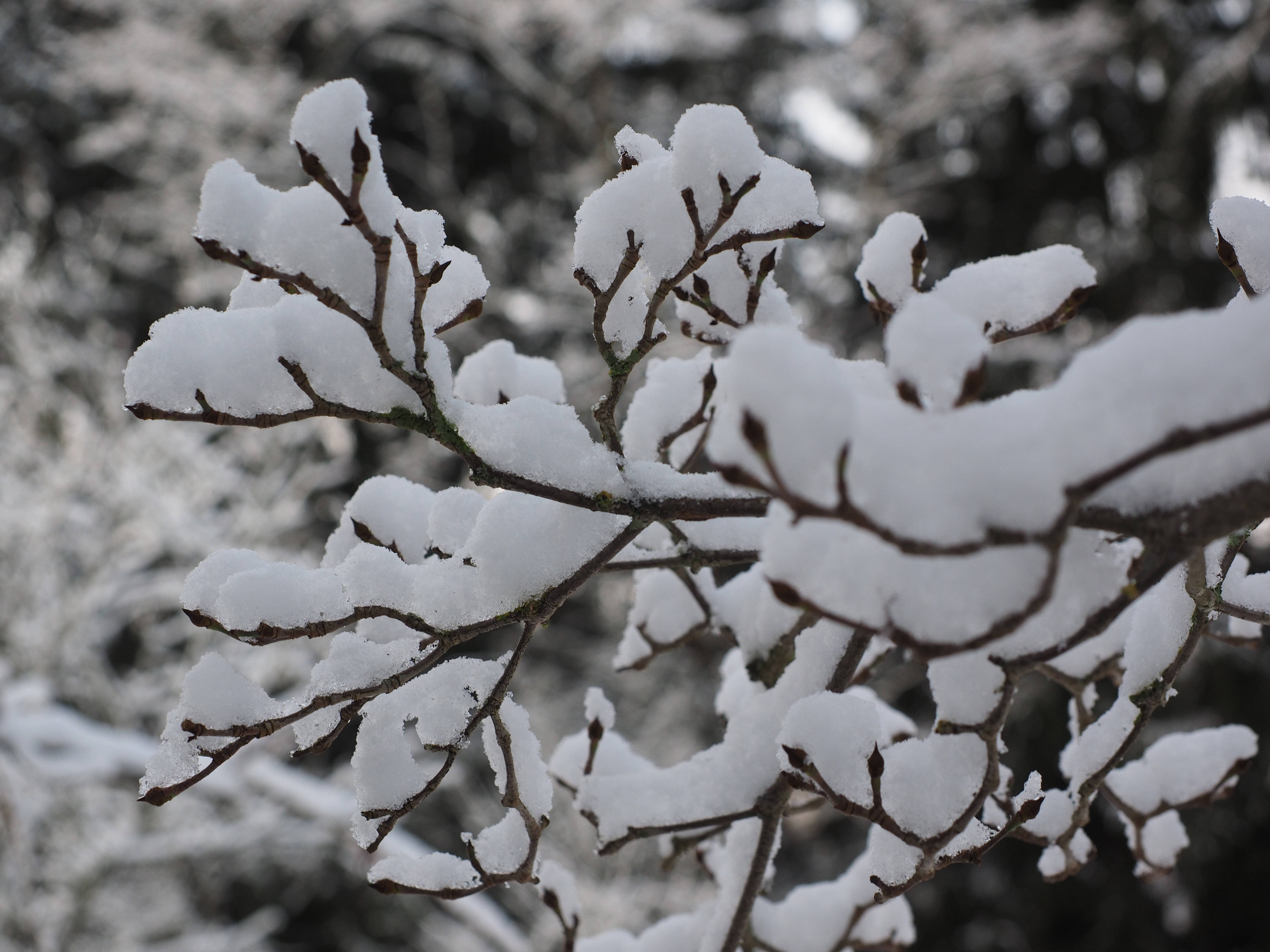 Sneeublare Estetika Muurpapier