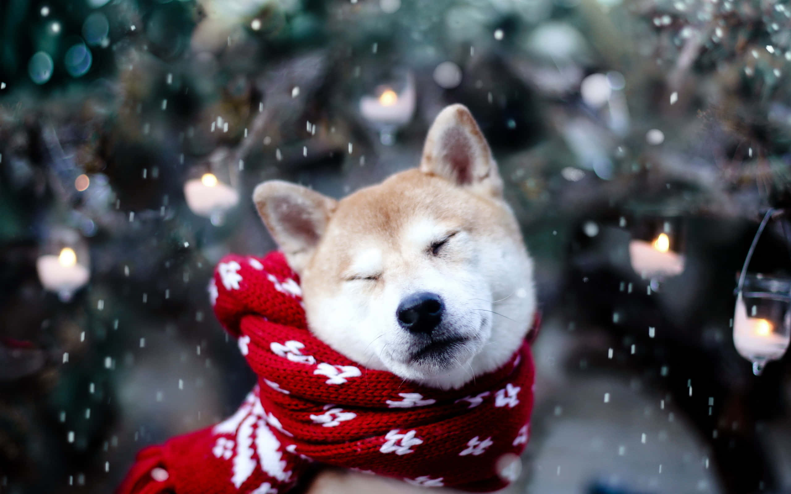 Sneeukersfeeshond Shiba Muurpapier