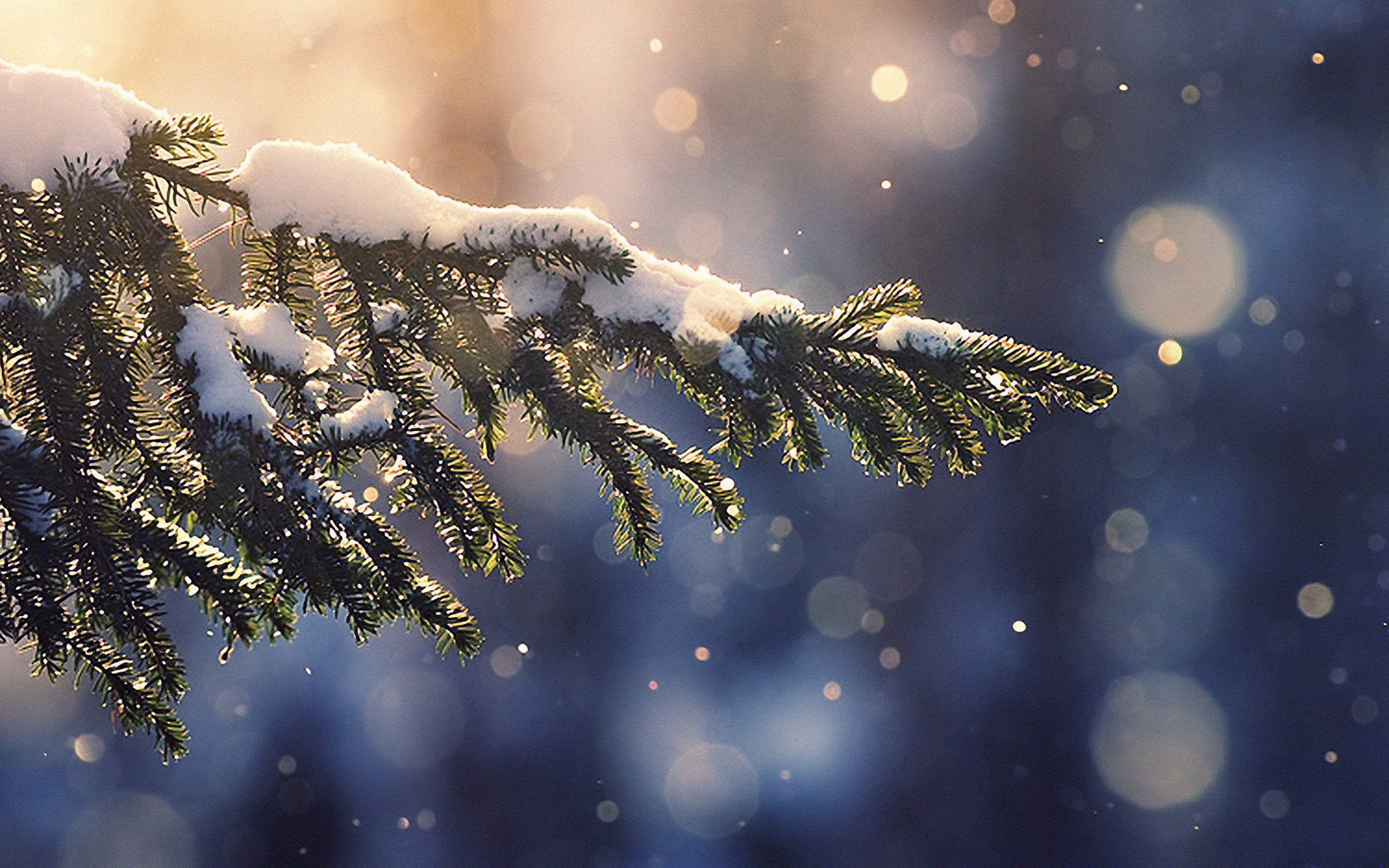 Sneeuwit dennebome Muurpapier