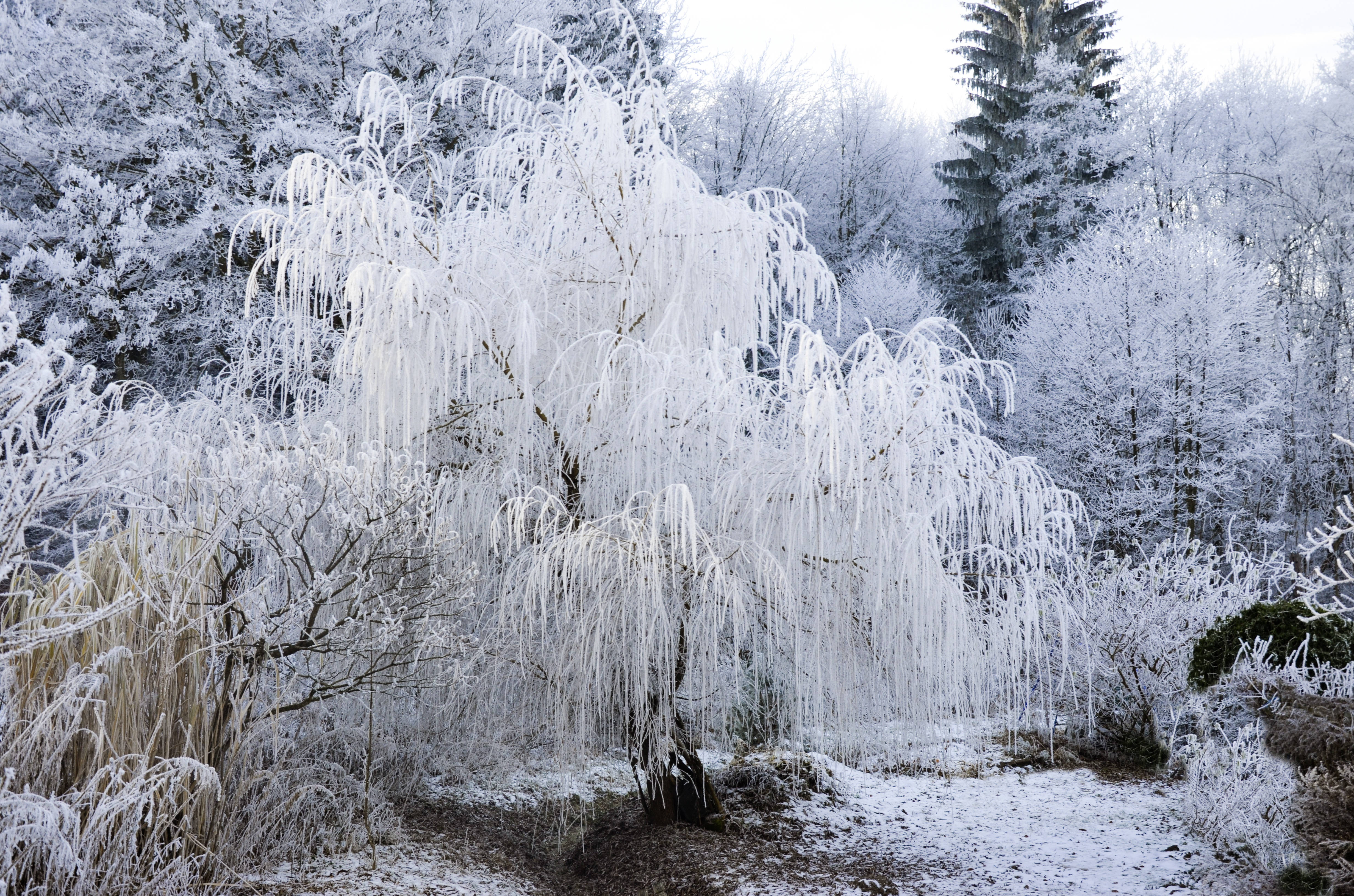 Sneeuwit Wilgerboom-estetika Muurpapier