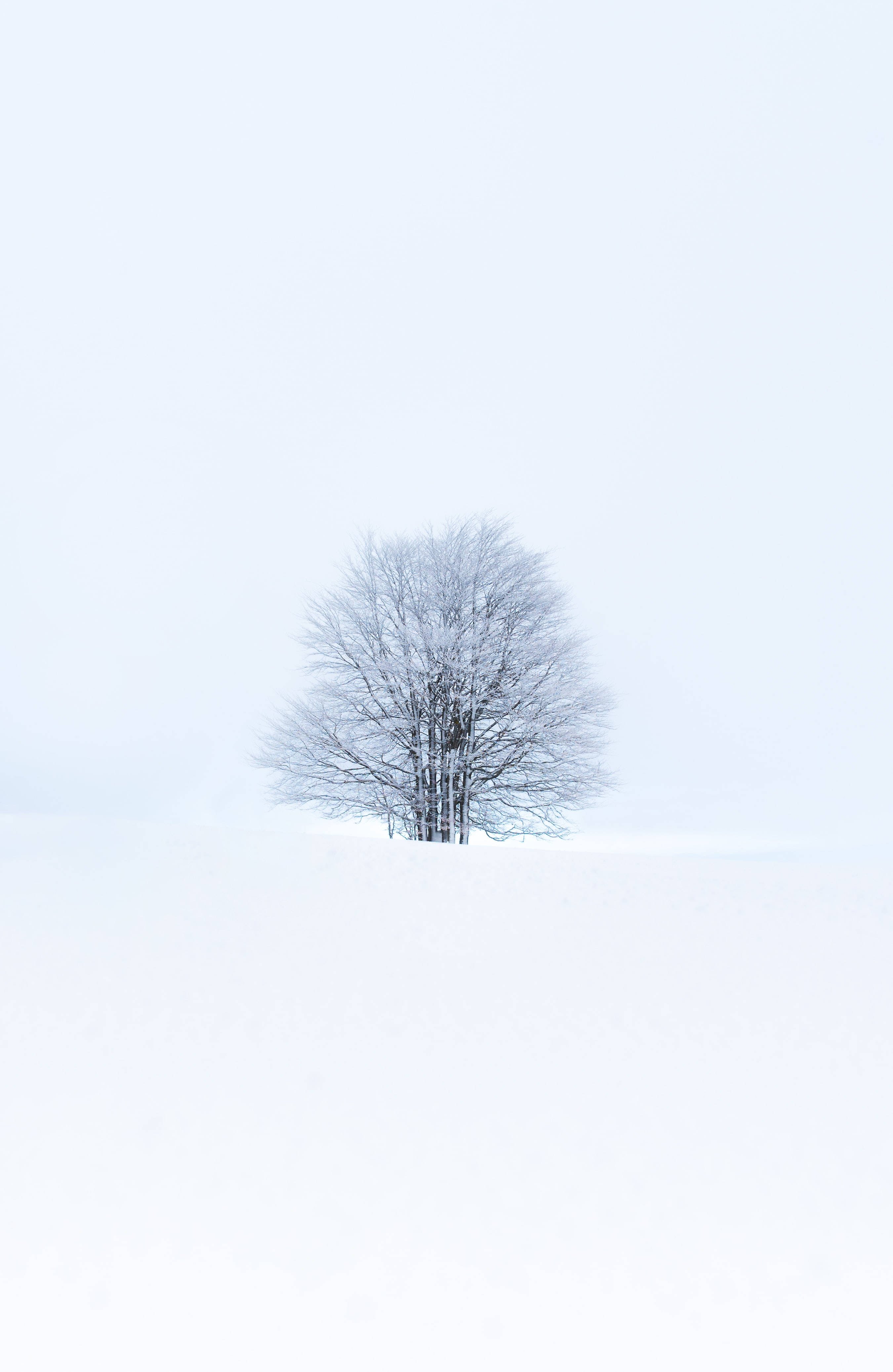 Sneeuwitjie in die Bos Muurpapier