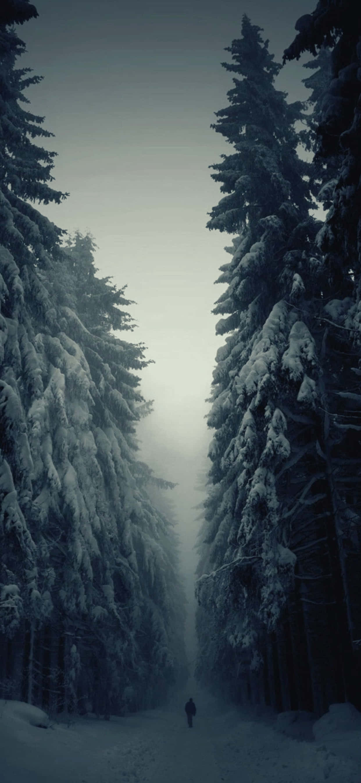 Somber Dennebome iPhone XS Max Winter Agtergrond Muurpapier