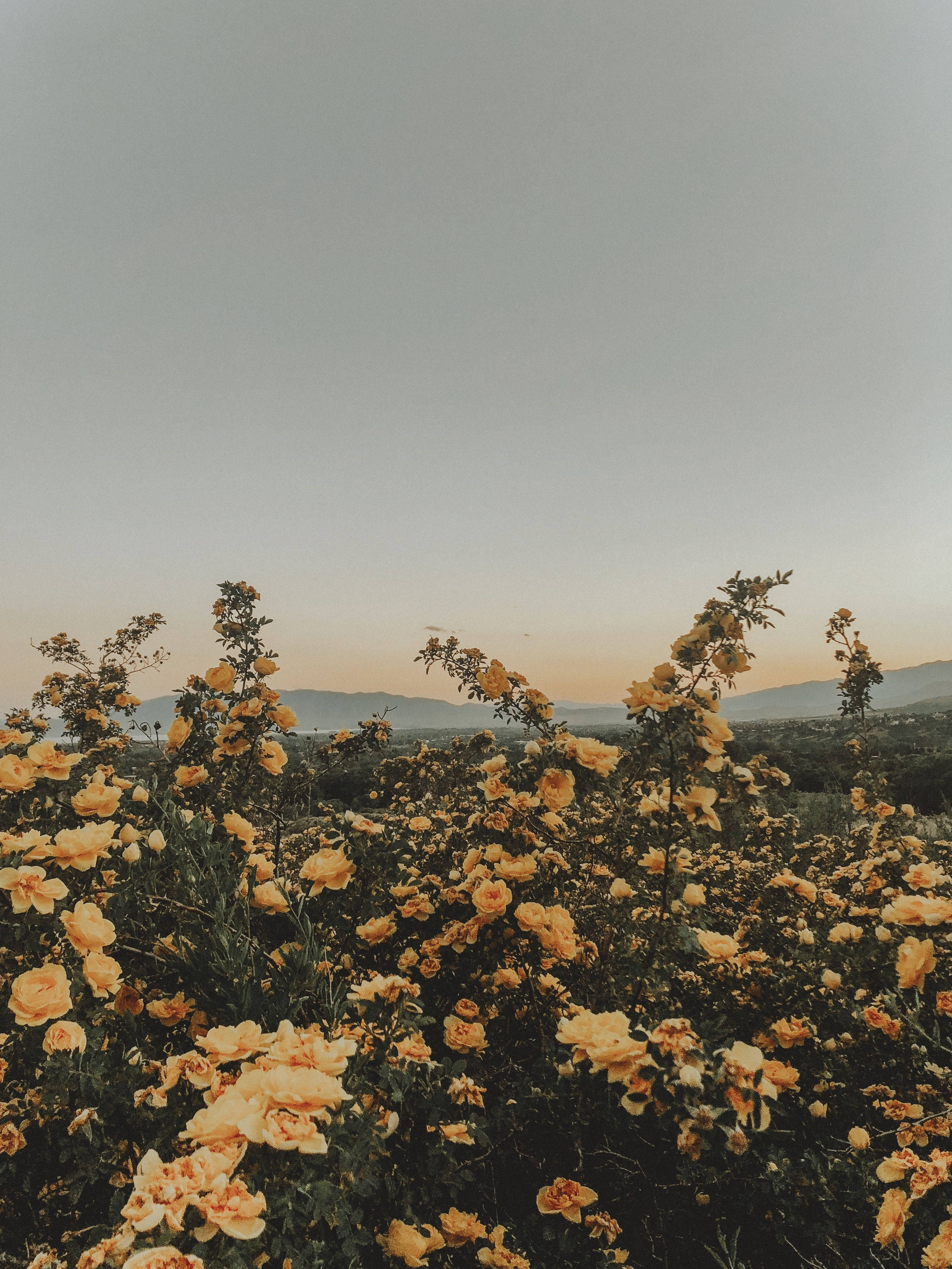 Somer Estetiese Geel Blomme Muurpapier