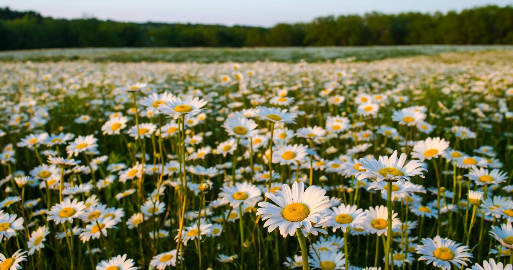 Somer Madeliefie Bloemveld Muurpapier