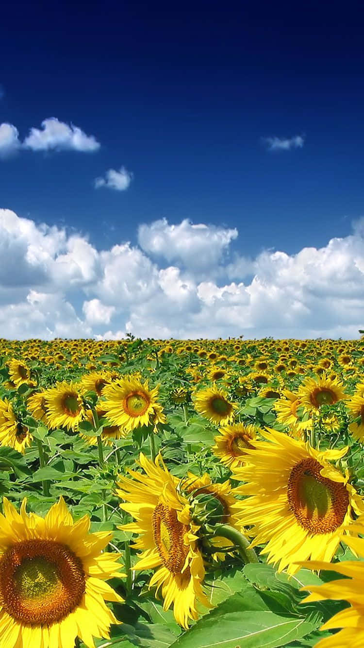 Somer Tyd iPhone Met 'n Sonneblomland Muurpapier