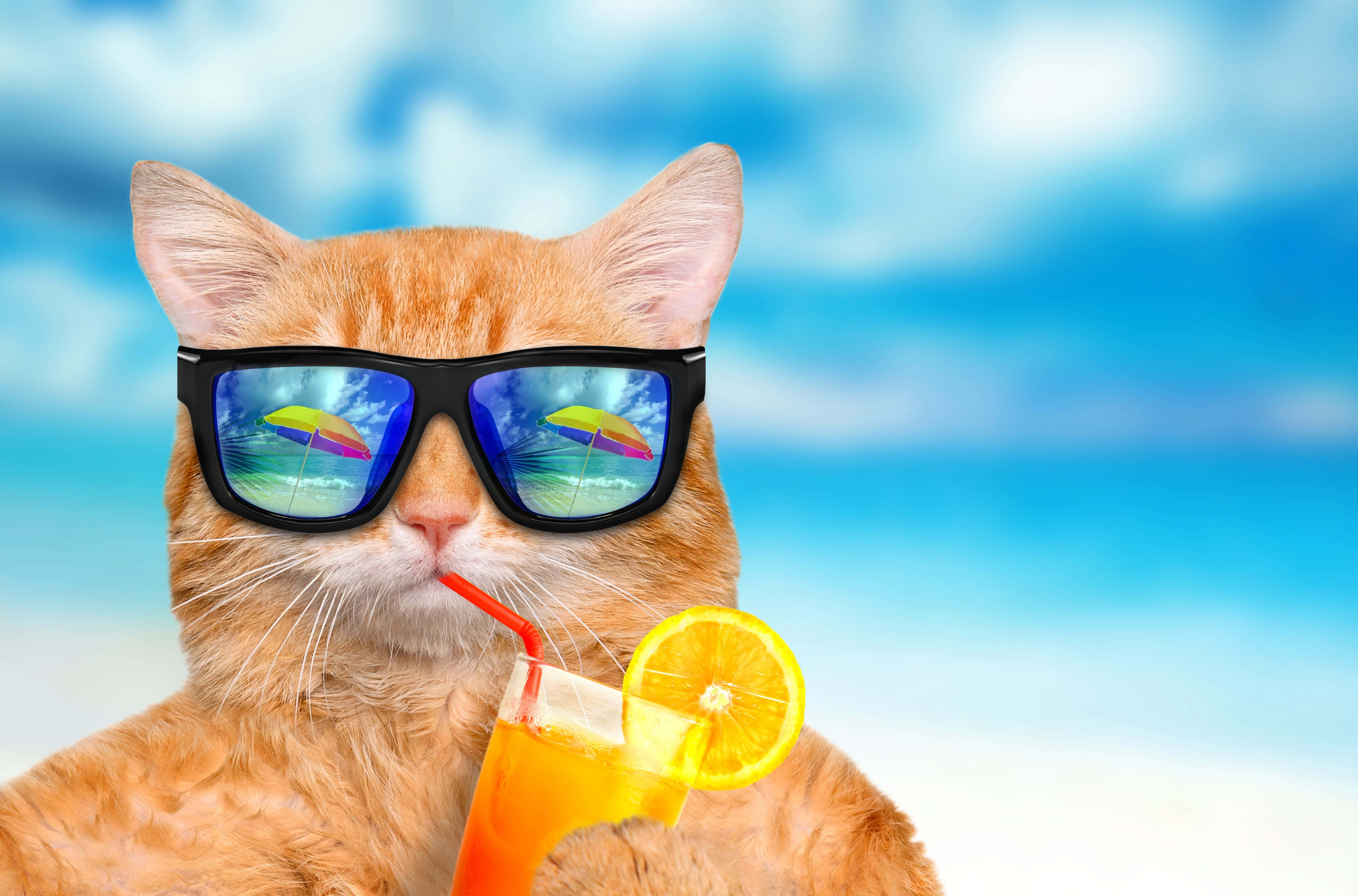 Somerpret Kat Met 'n Drinkie Muurpapier