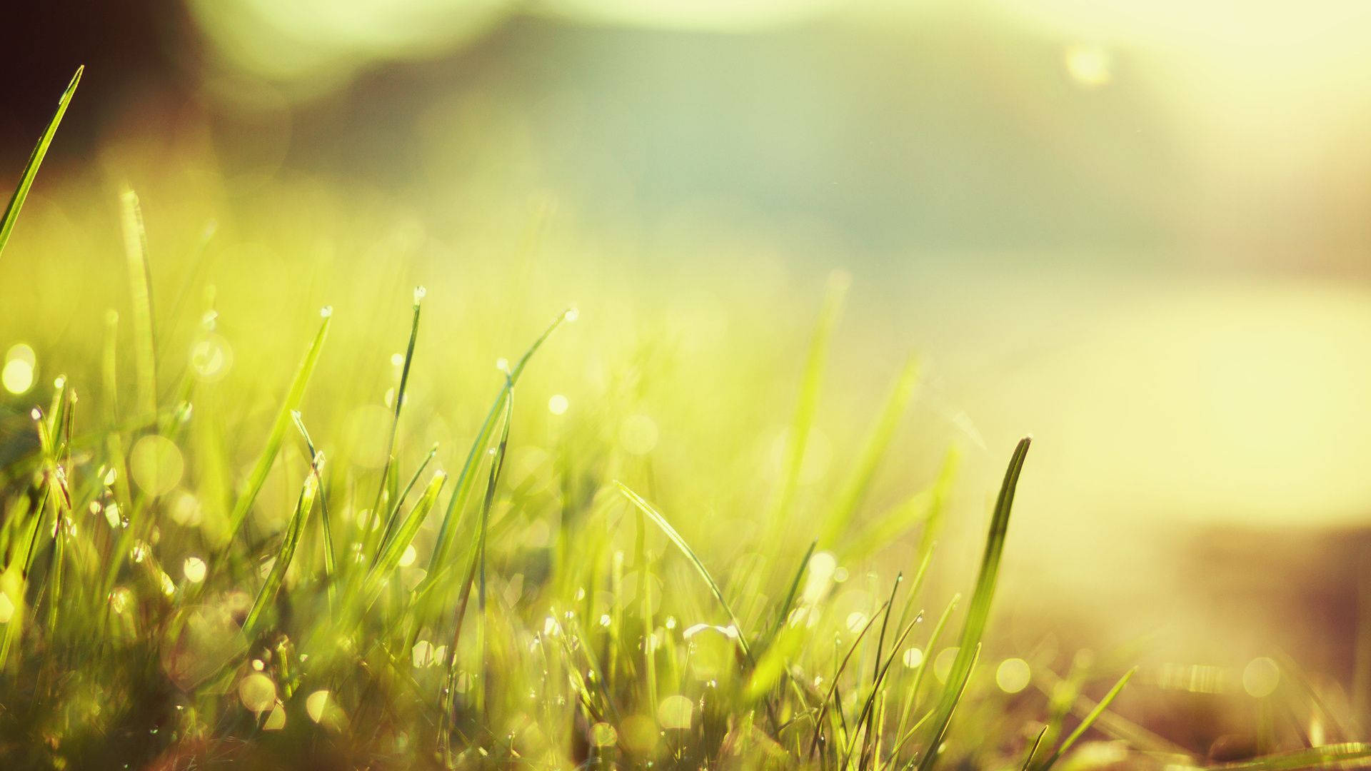 "Sonlig wat deur Groen Graslemme Skyn" Muurpapier