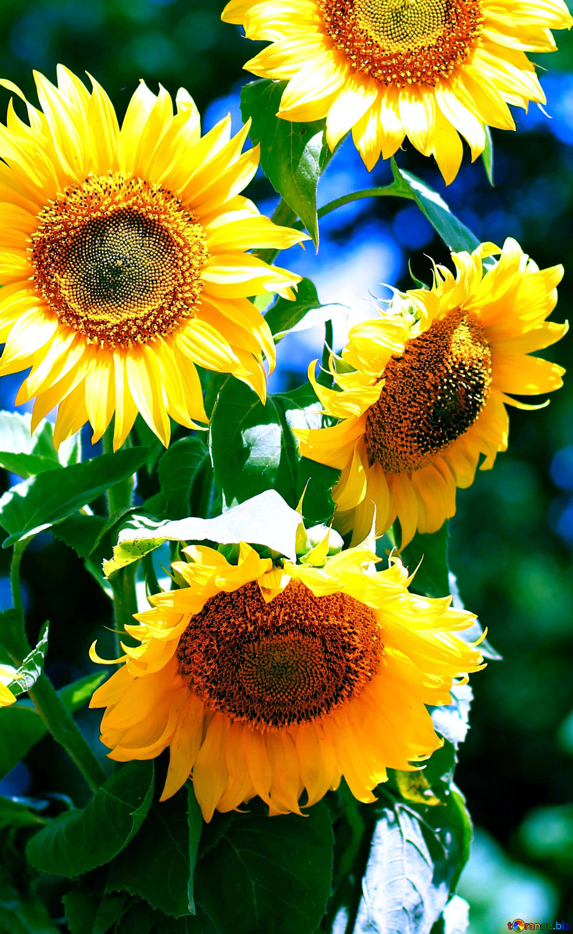 Sonneblomfoon onder die son Muurpapier