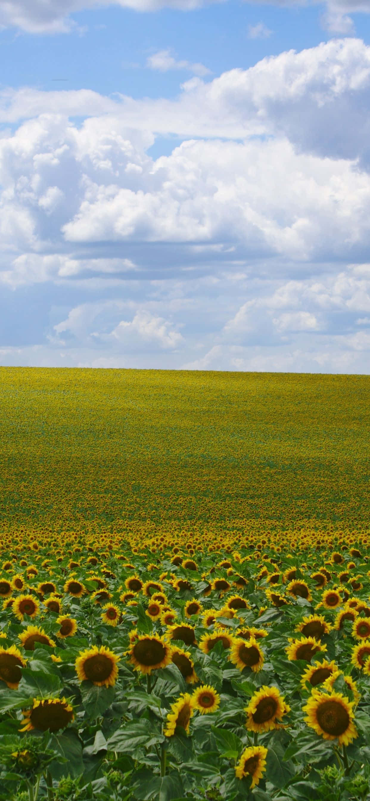 Sonneblomveld met lewendige kleure. Muurpapier
