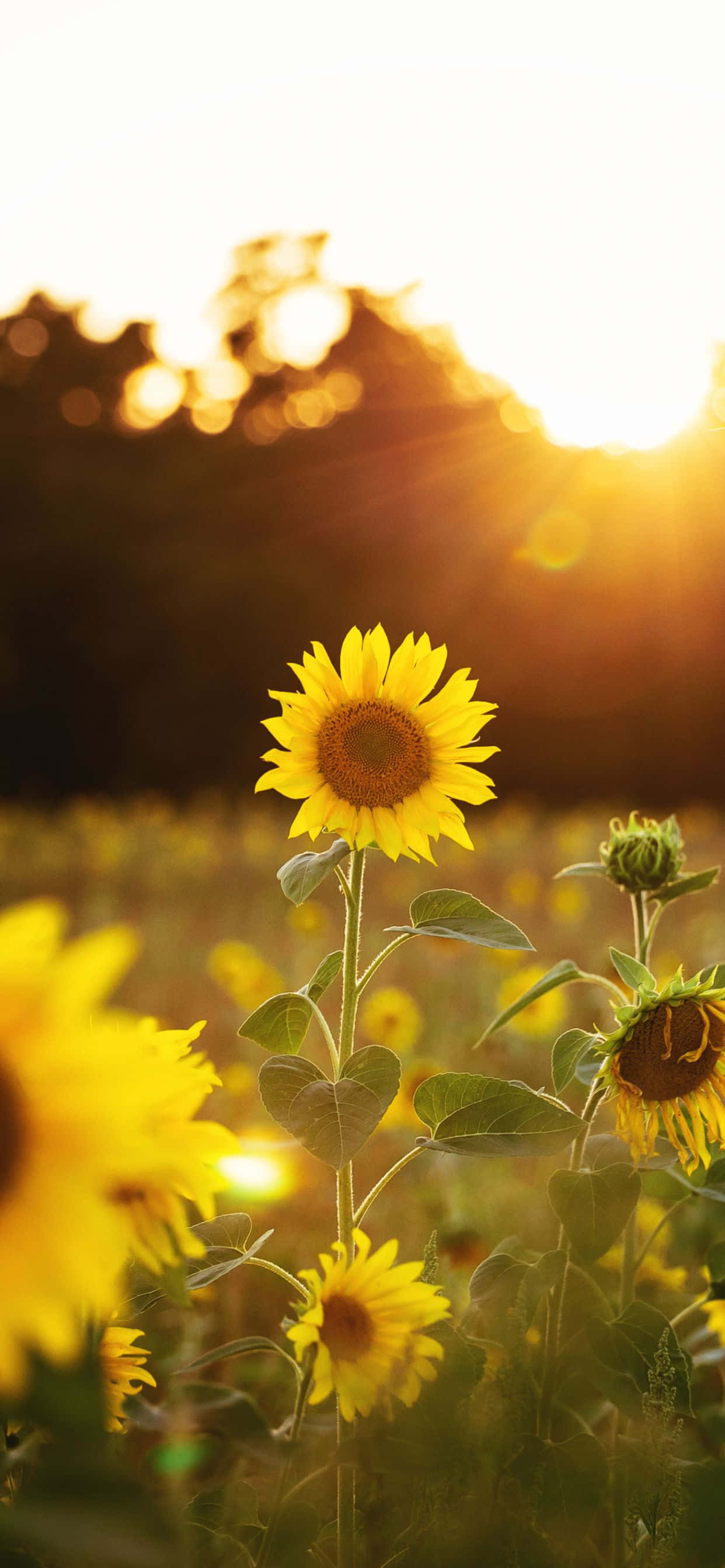 Sonnige Vertoning van Vreugdevolle Sonneblom Blomme Muurpapier