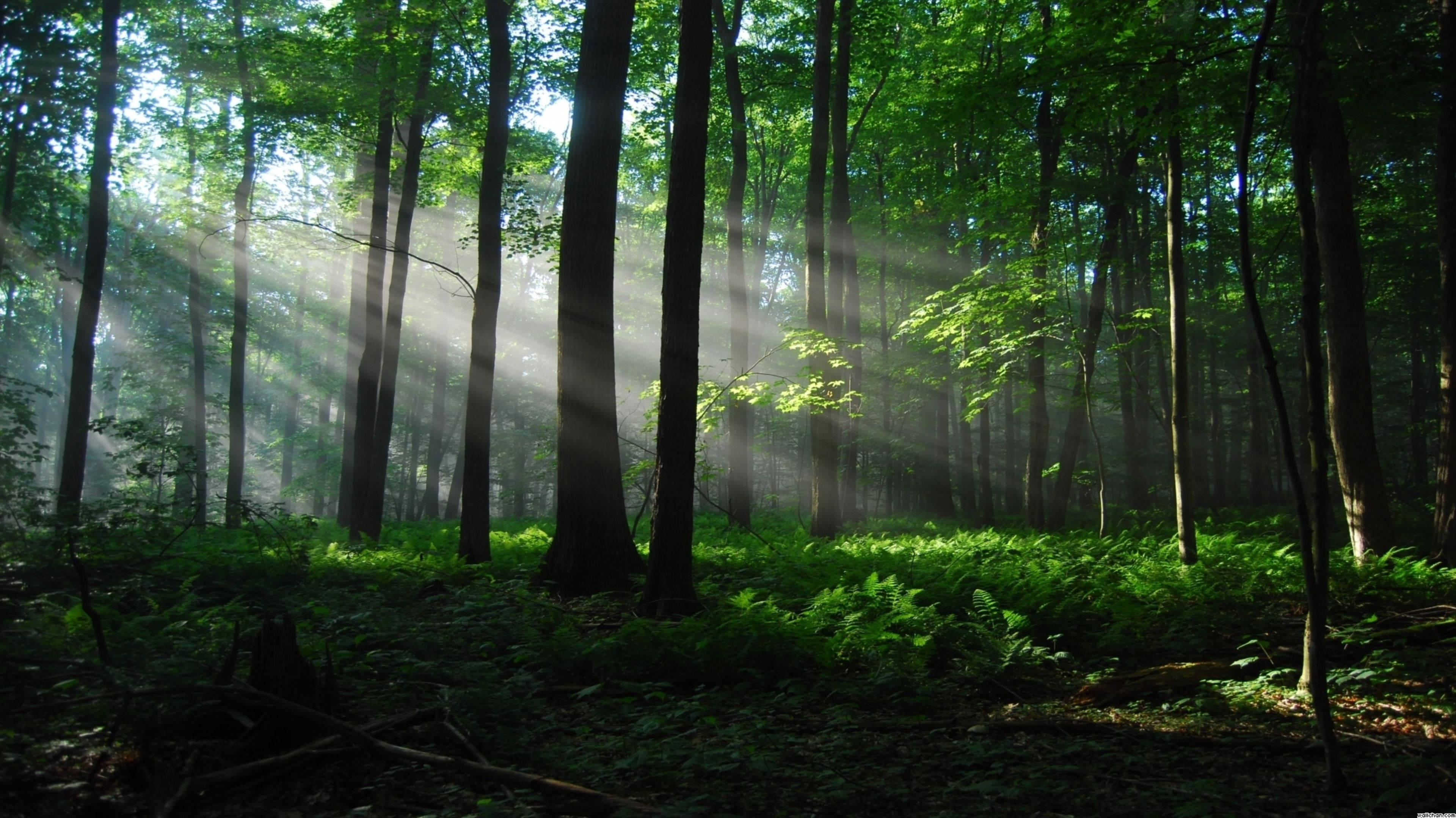Sonnige Woud Agtergrond Muurpapier