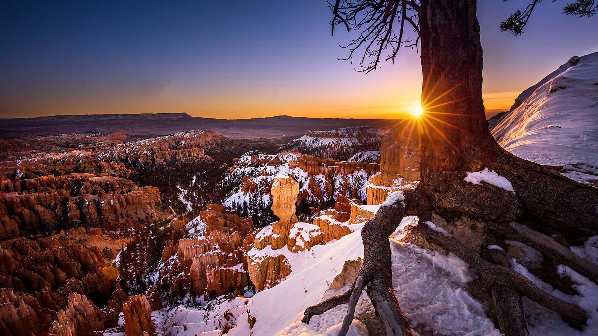 Sonsondergang deur 'n Boom by Bryce Canyon Nasionale Park Muurpapier
