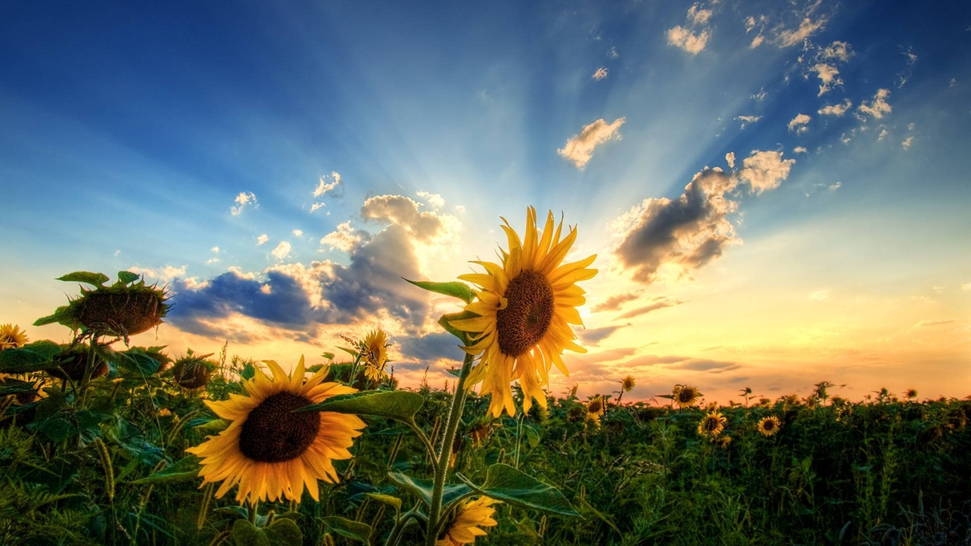 Sonsondergang vir Blumen-uitstalling Muurpapier
