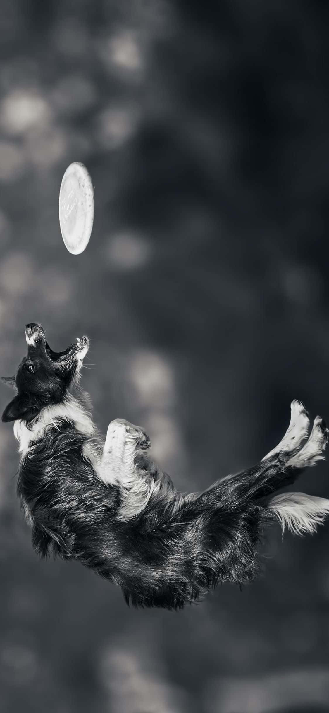Speel saam met jou vriende met hierdie iPhone Xs Frisbee Muurpapier
