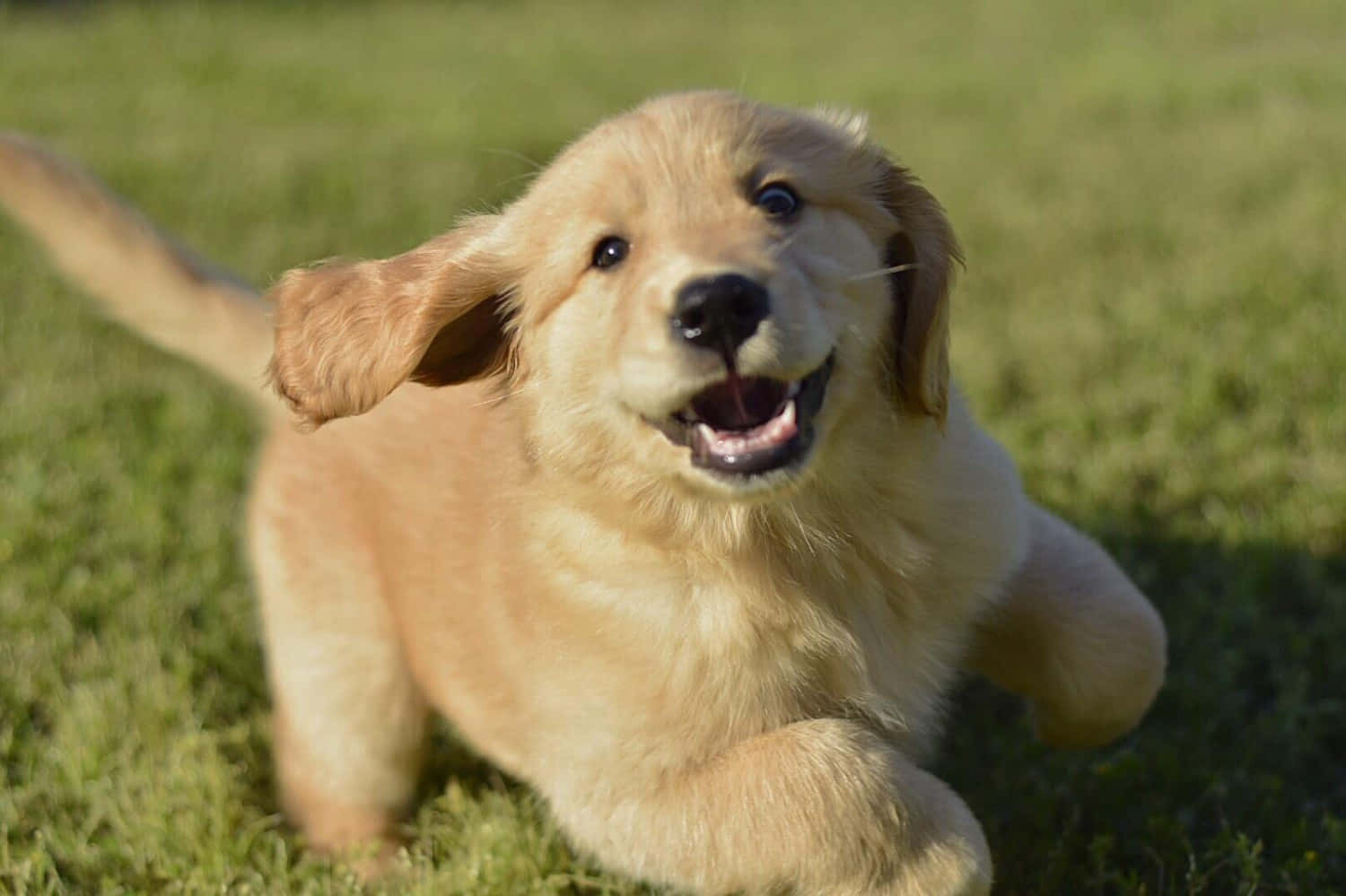 Speelende Golden Retriever Hondjie Prent Muurpapier