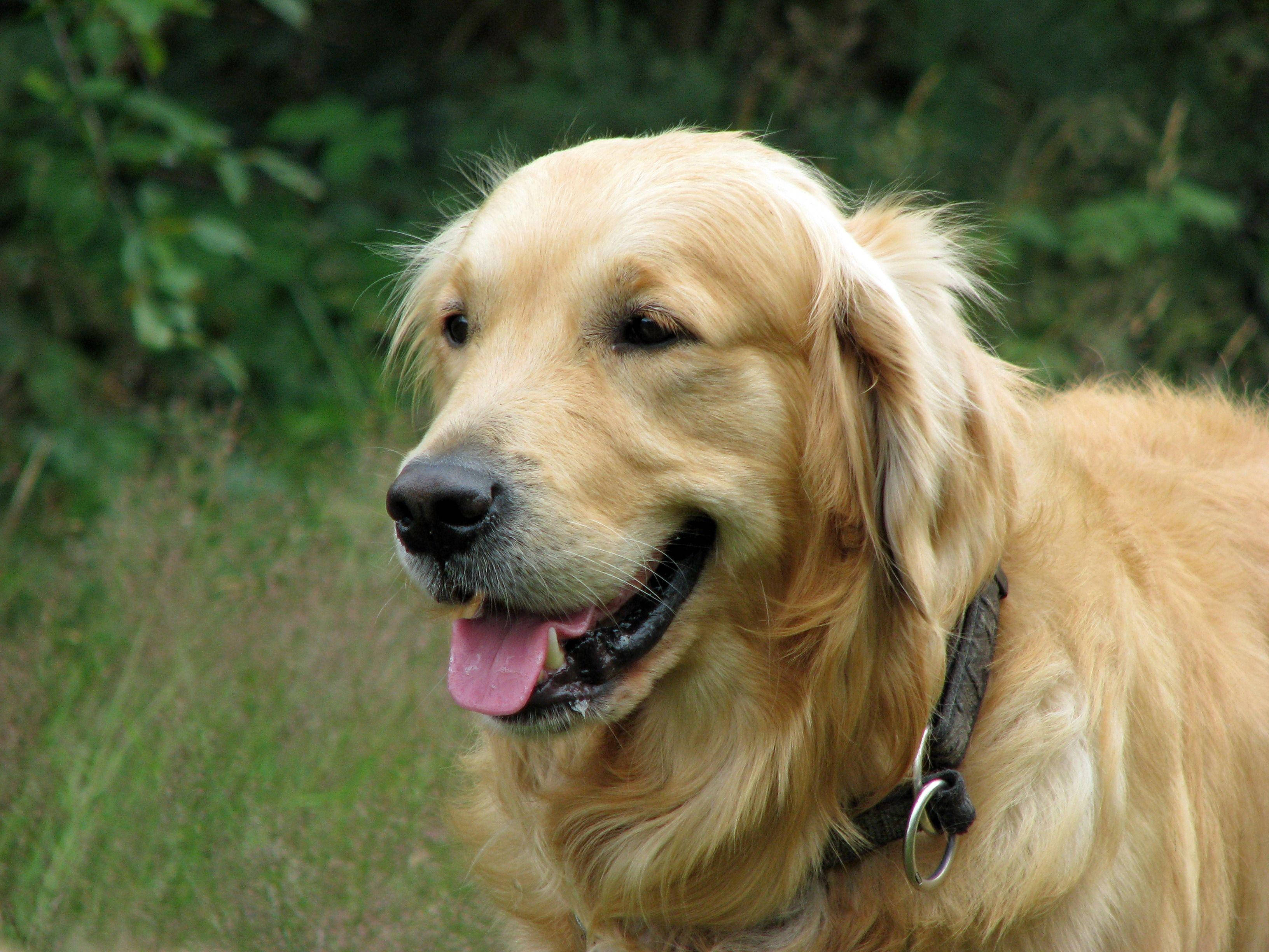 Speelse Groot Hond Muurpapier