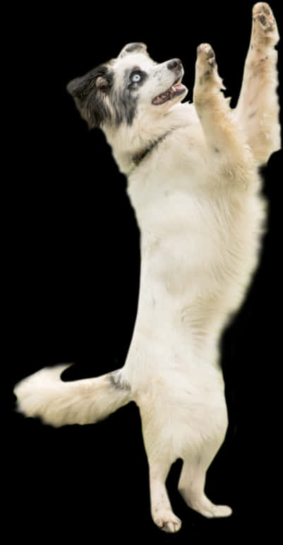 Speelse Hond wat op Agterpote Staan Muurpapier