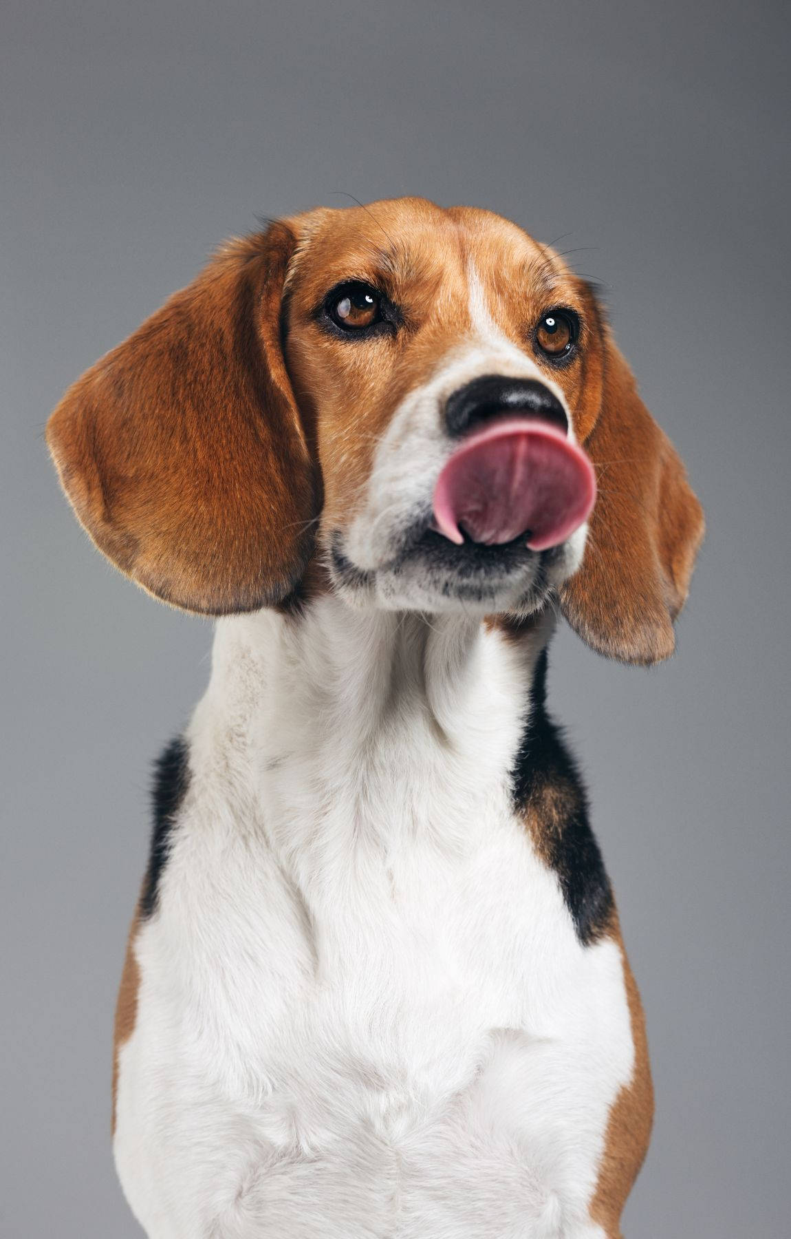 Speelse Lekkende Beagle Hondjie Muurpapier
