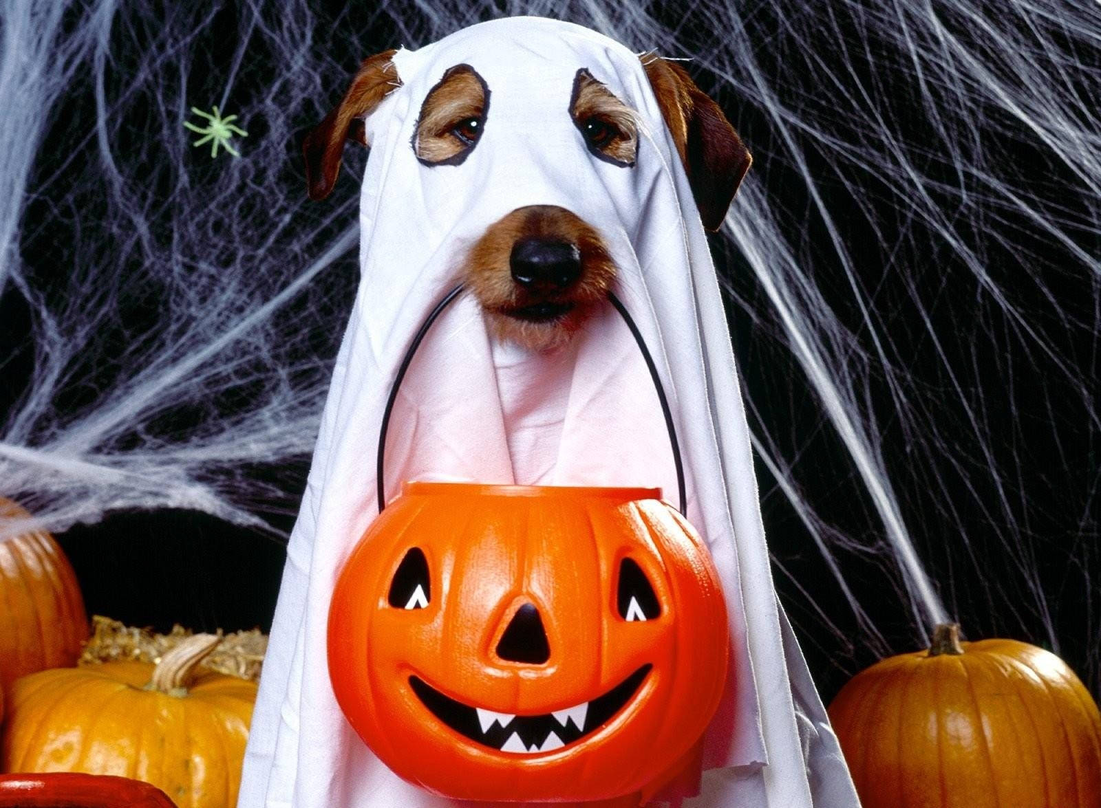 Oulike hond Halloween-spookkostuum wat 'n pampoenmandjie dra-agtergrond.