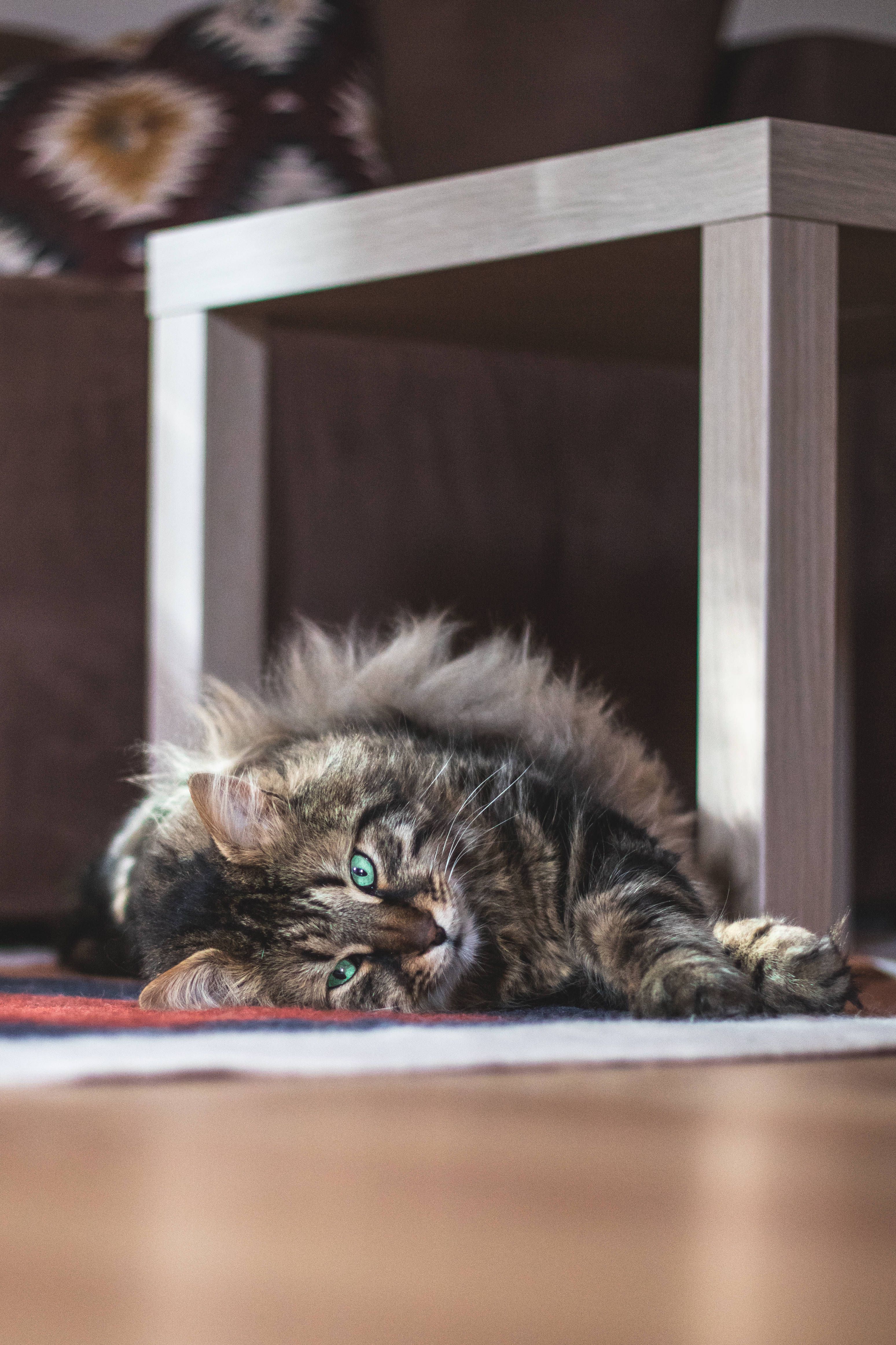 Sprokiesagtige Maine Coon wat die Oulike Kat-estetika omhels Muurpapier