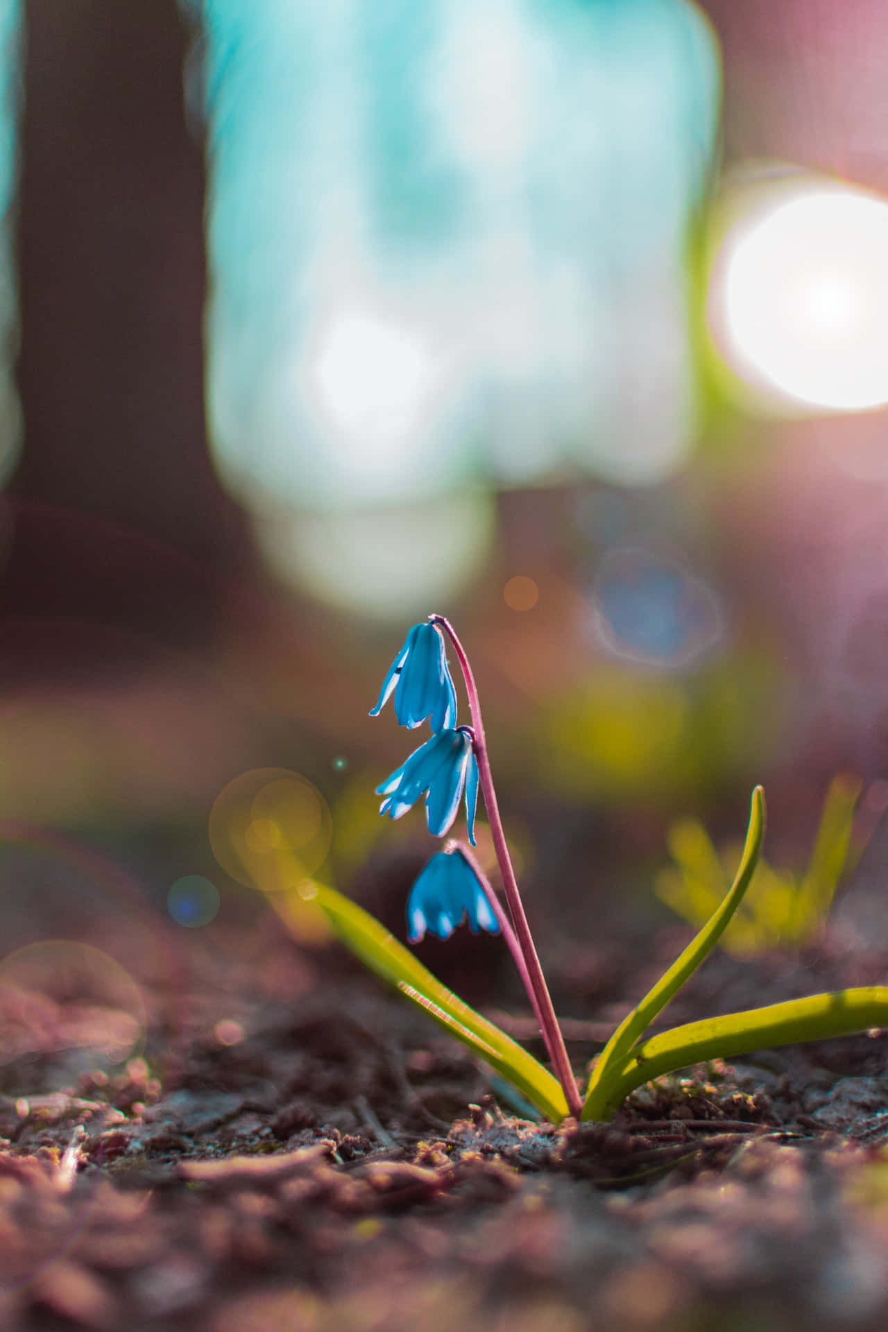 Squill Blou Blomme Foon Muurpapier