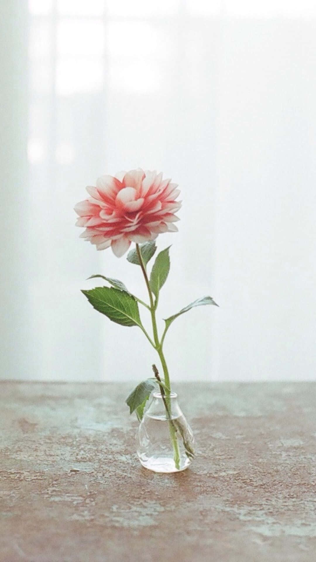 Staan uit in styl met die pienk blomfoon Muurpapier