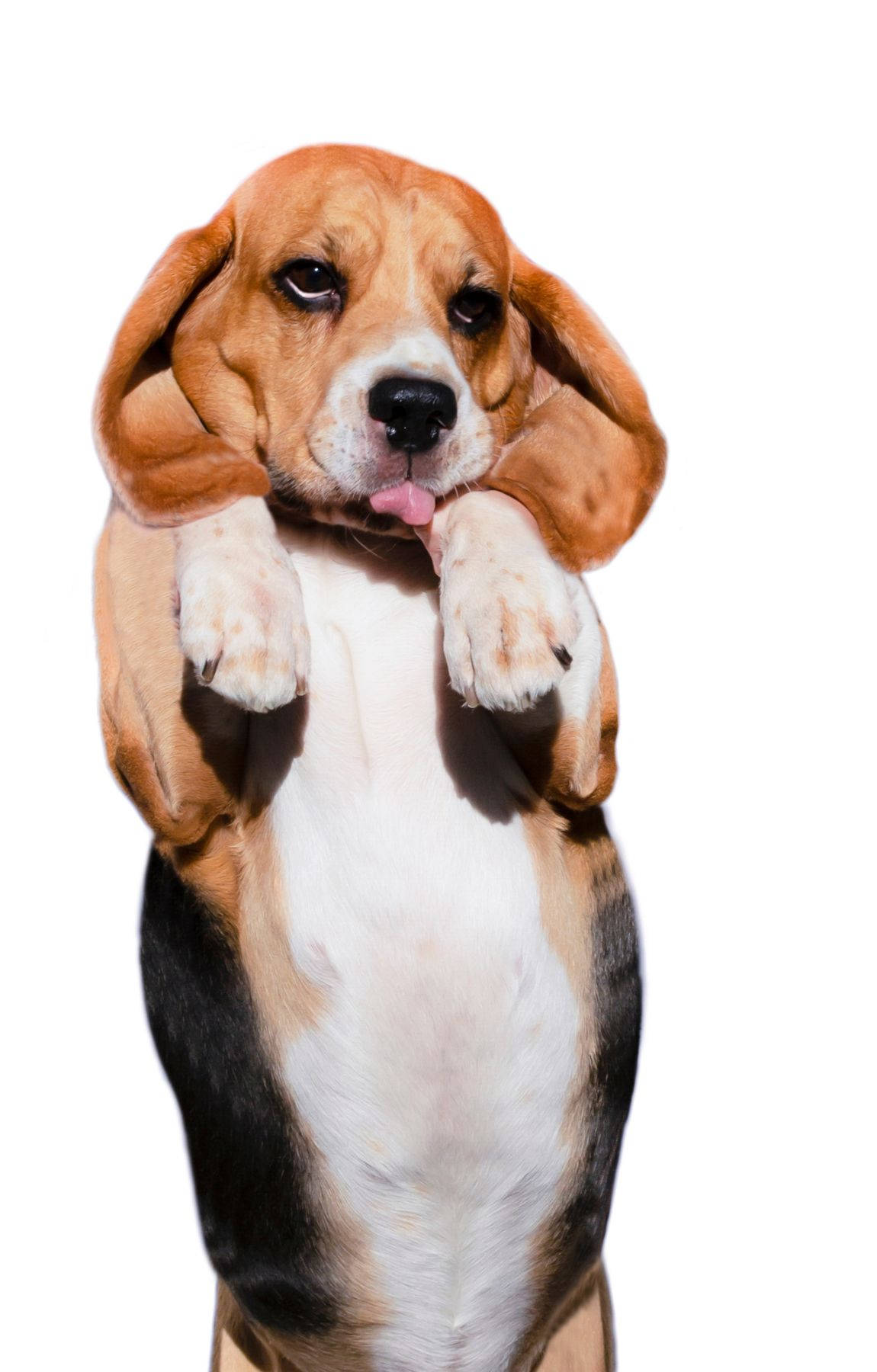 Staande Klein Beagle Hondjie Muurpapier