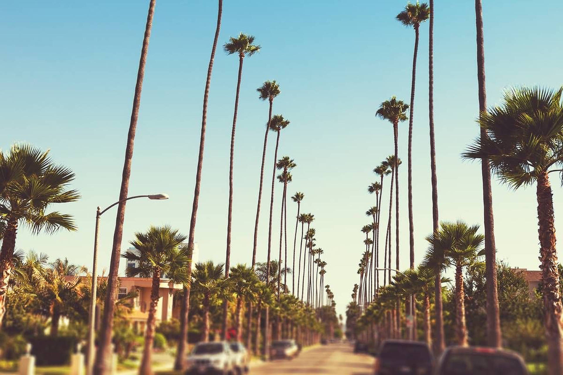 Sunset Boulevard Hoë Palmbome Muurpapier