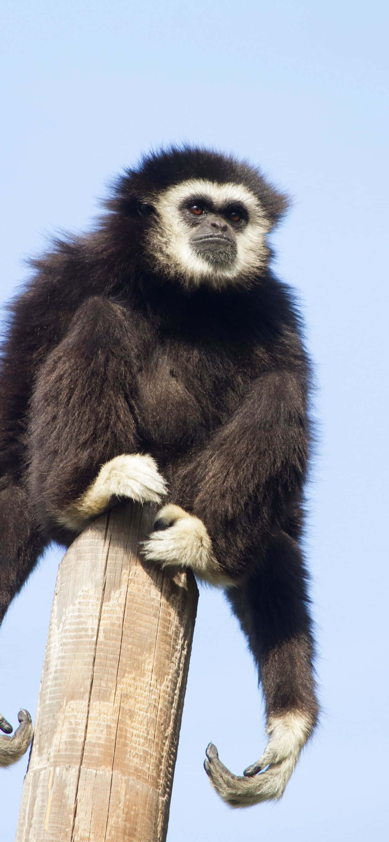 Swaai saam met die iPhone Xs Max Gibbon Muurpapier
