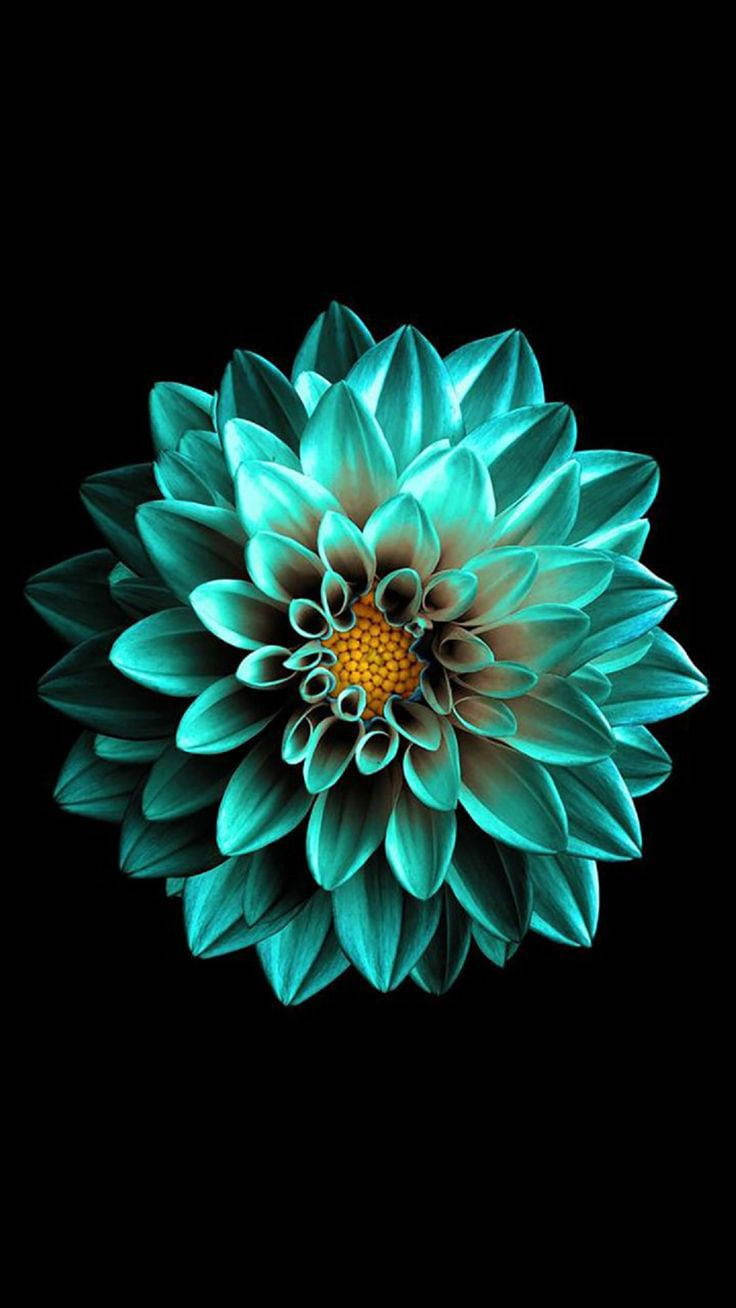 Swart AMOLED Smaragblom Muurpapier