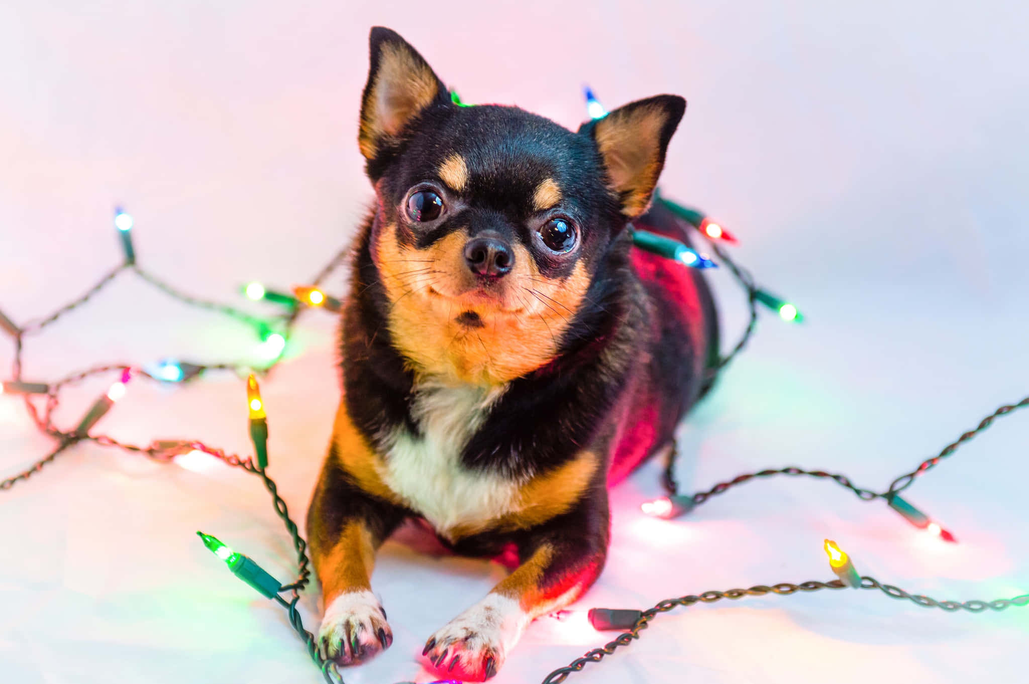 Swart Chihuahua Hond wat met Kersfeesligte Speel Muurpapier