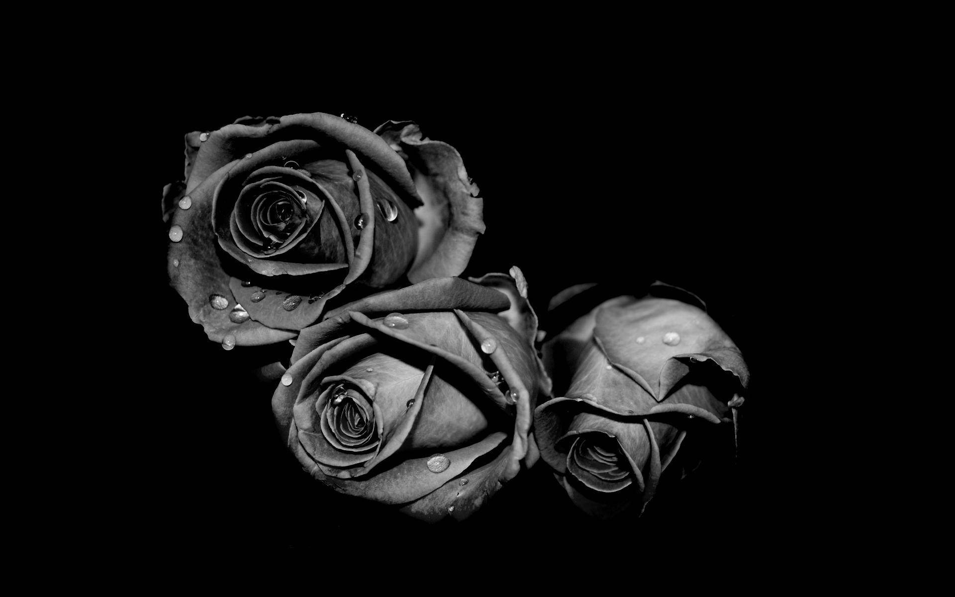 Swart en wit blom drie rose Muurpapier