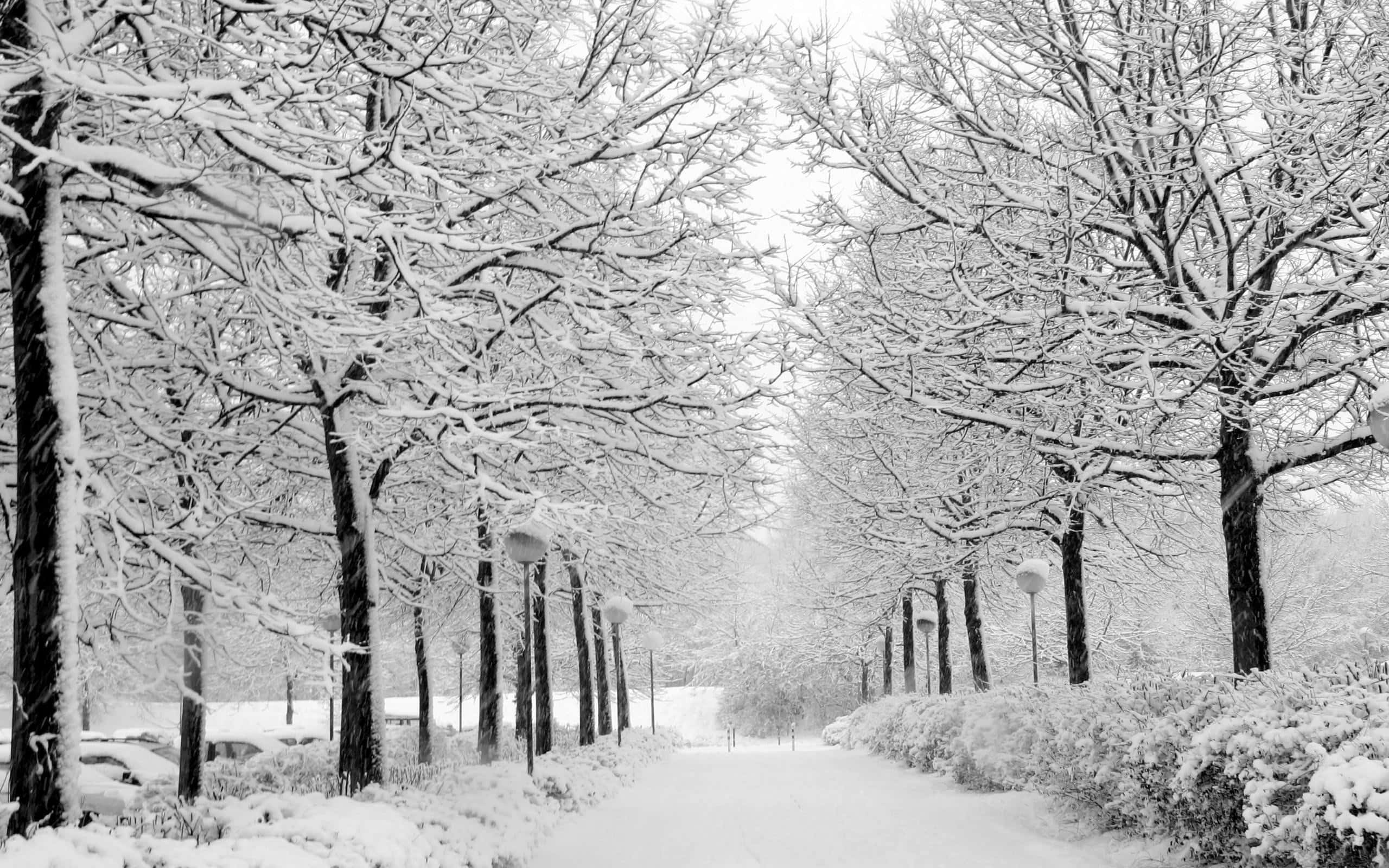 Swart en Wit Gekleurde Bome en Sneeupaweringsagtergrond Muurpapier