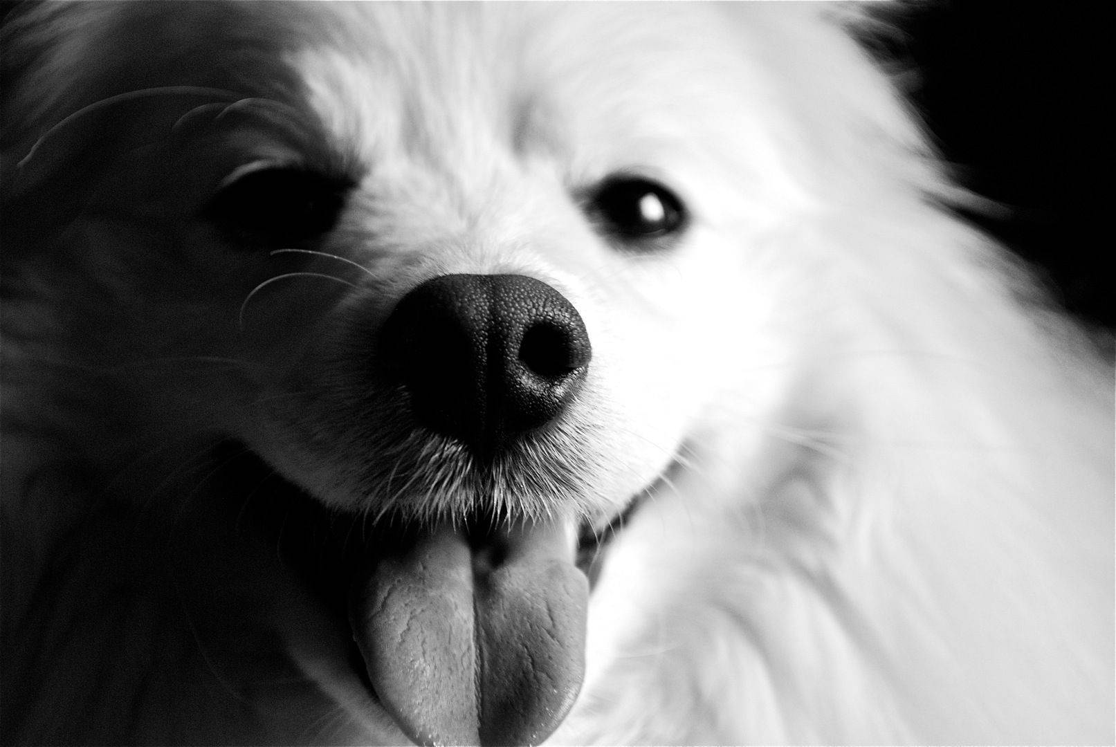 Swart en Wit Hond Tong Uit Muurpapier