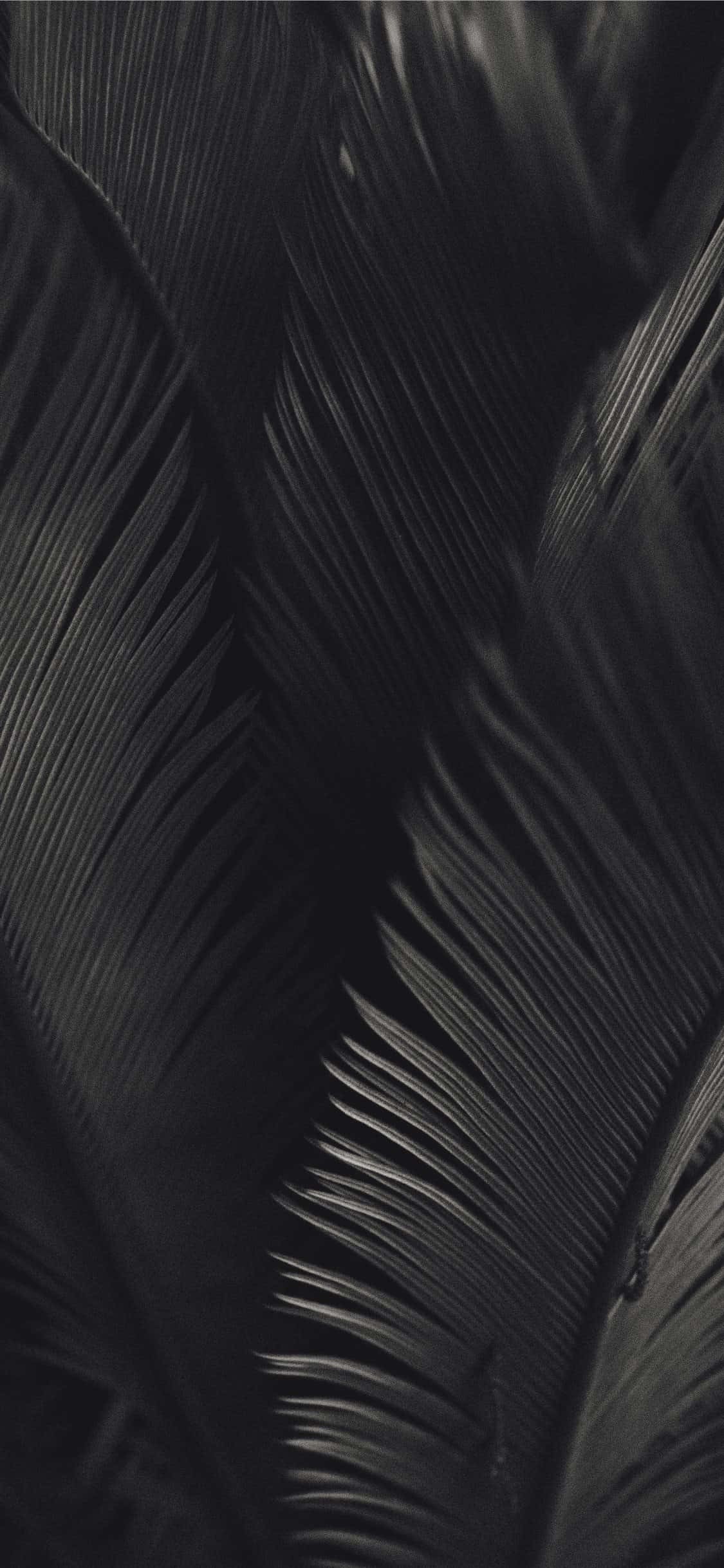 Swart en Wit Palmboomblare Donker Estetika Muurpapier